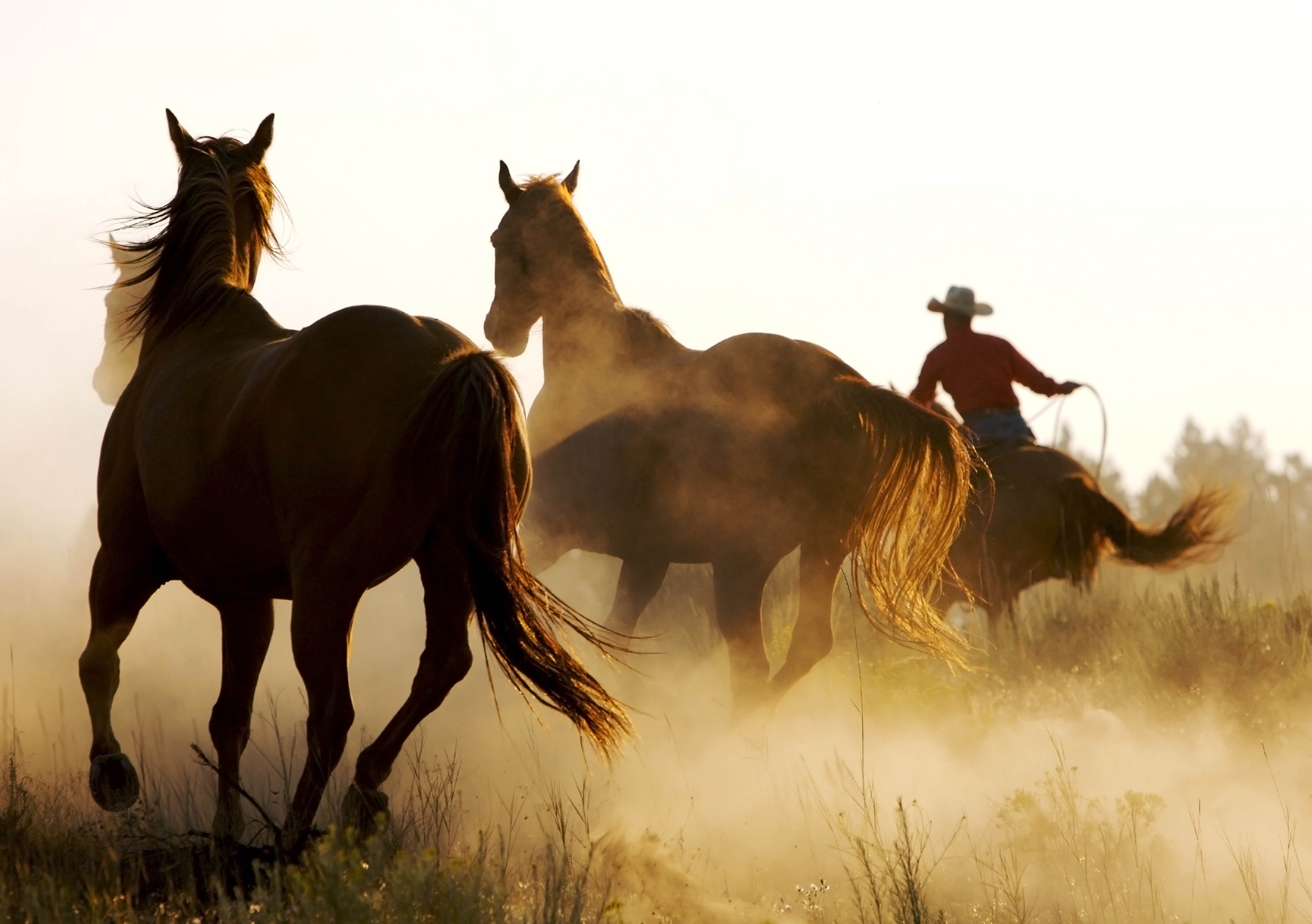 cowboy, horses, animals, lasso 2160p