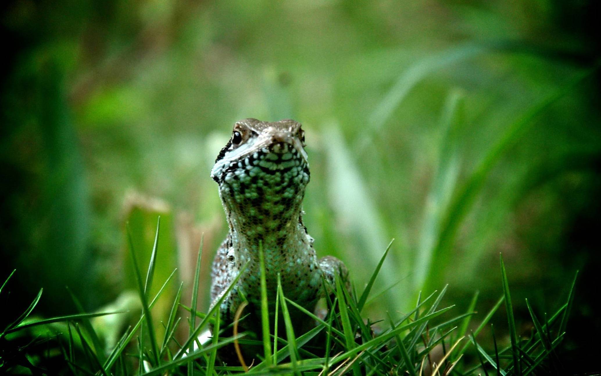 Download mobile wallpaper Animal, Lizard for free.