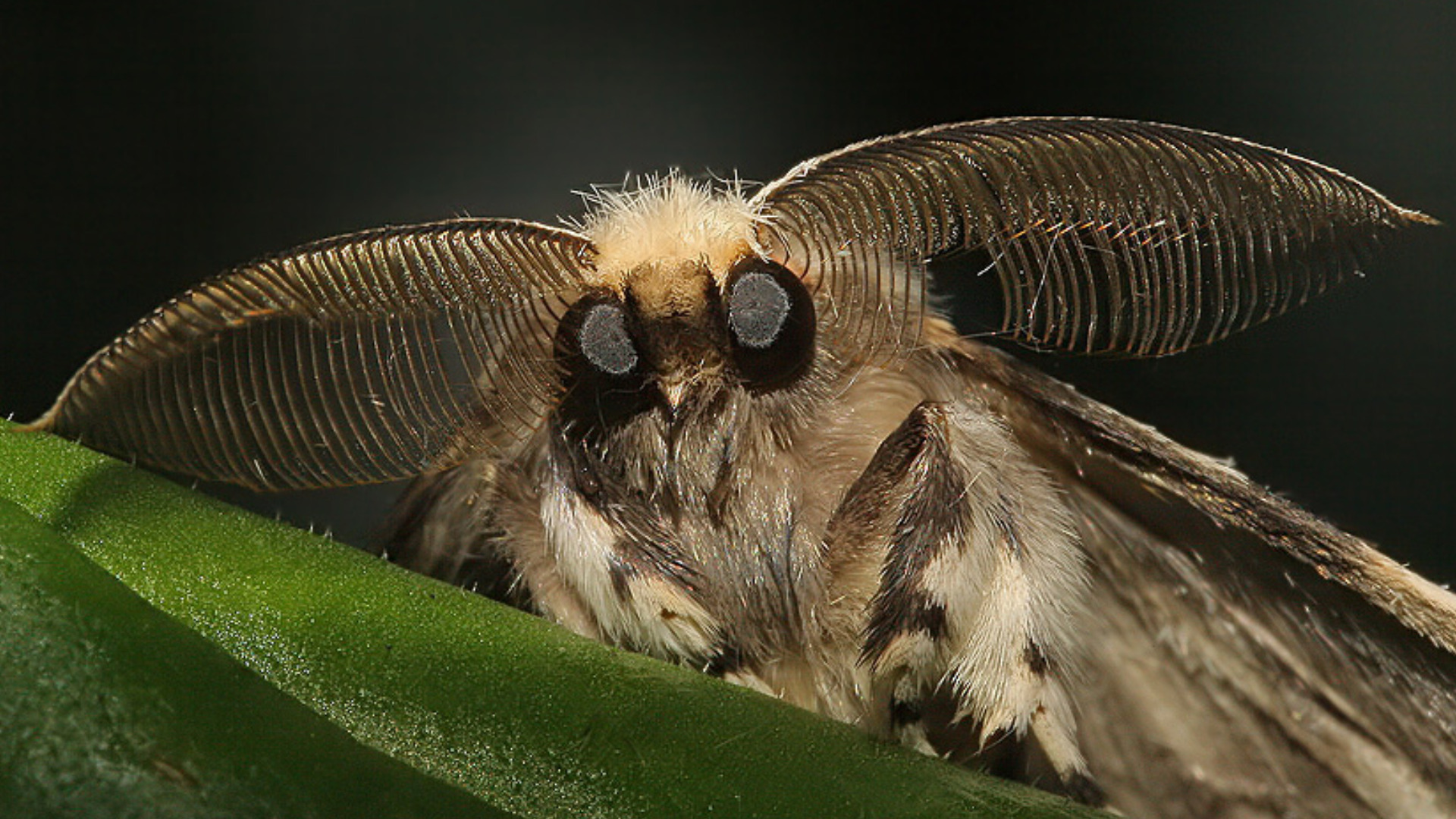 animal, moth