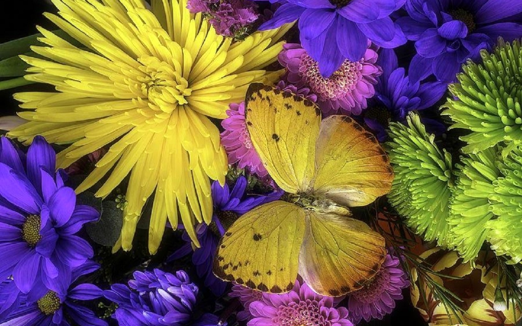 Download mobile wallpaper Flower, Colors, Butterfly, Animal, Colorful, Yellow Flower, Purple Flower for free.