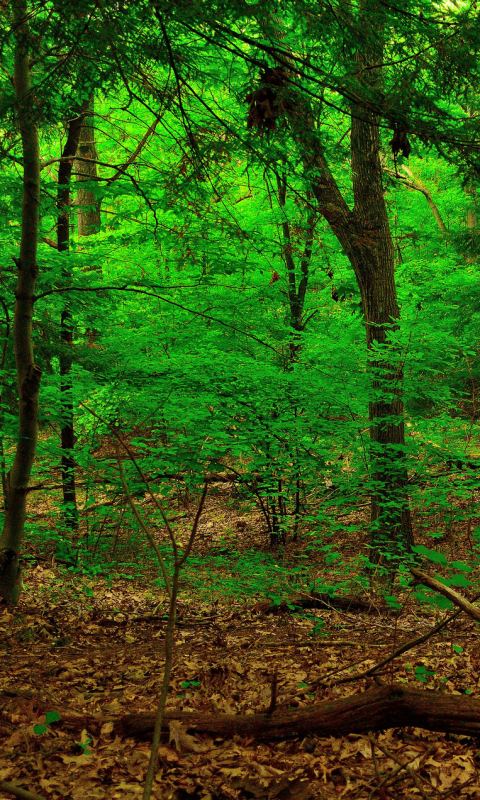 Téléchargez des papiers peints mobile Forêt, Arbre, Terre, Terre/nature gratuitement.