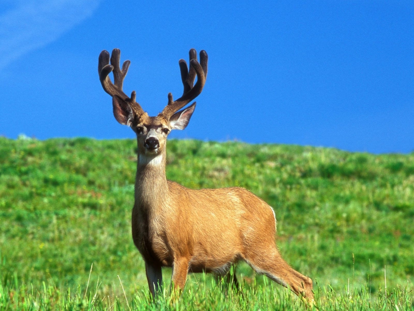 50090 descargar imagen ciervos, animales: fondos de pantalla y protectores de pantalla gratis