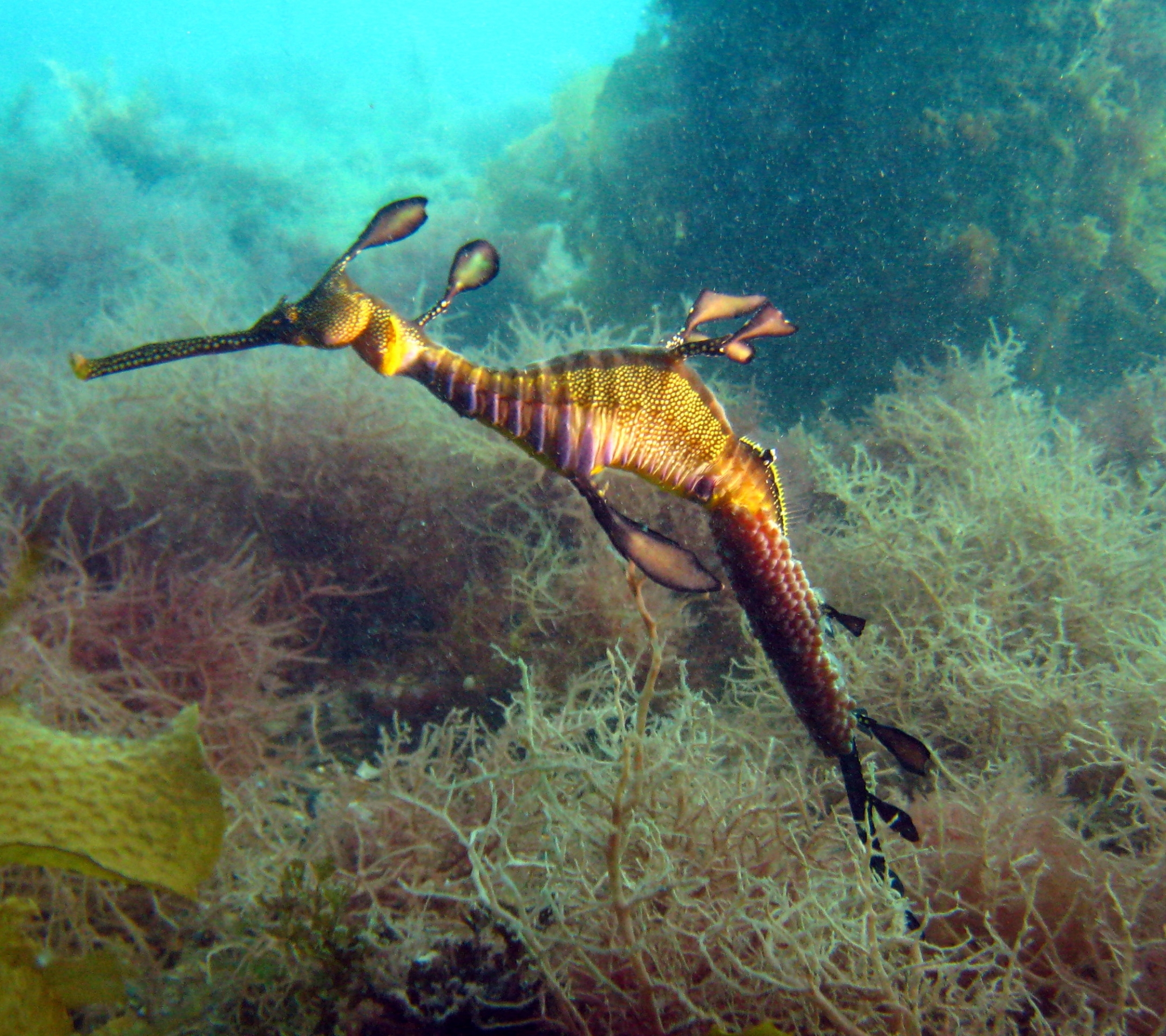 animal, leafy seadragon