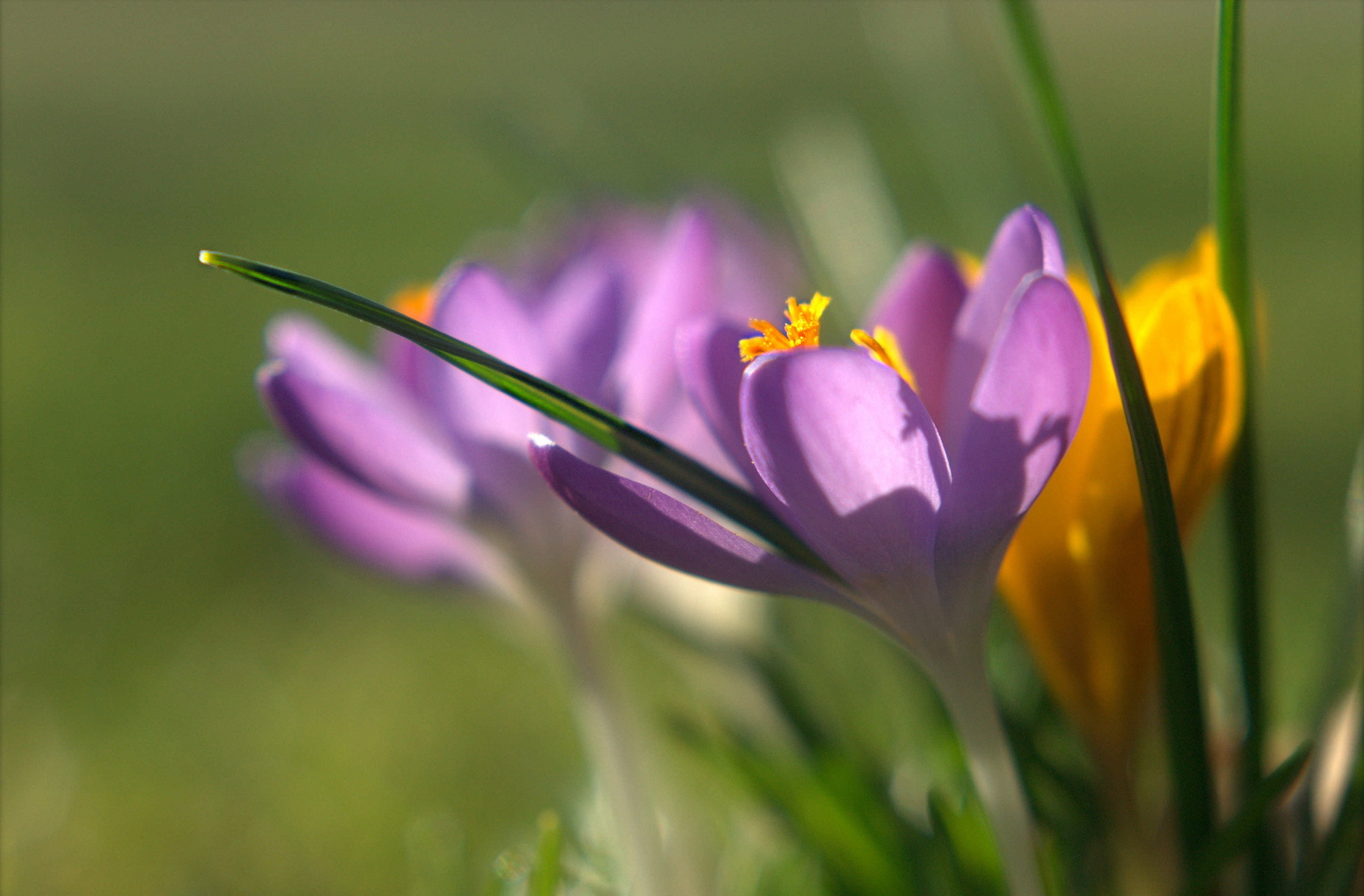 Laden Sie das Krokus, Blumen, Blume, Erde/natur-Bild kostenlos auf Ihren PC-Desktop herunter