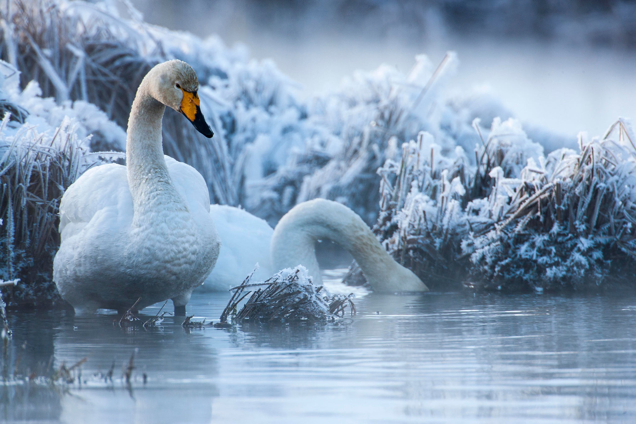 animal, whooper swan, bird, swan, winter, birds