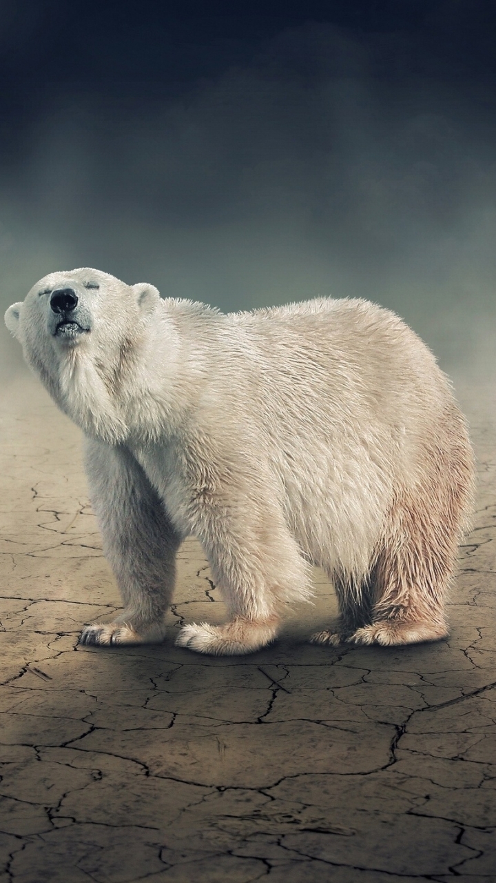 Baixar papel de parede para celular de Animais, Urso Polar, Ursos gratuito.