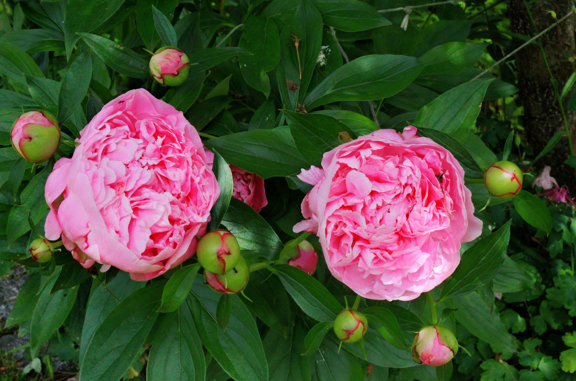 Laden Sie das Blume, Erde/natur-Bild kostenlos auf Ihren PC-Desktop herunter