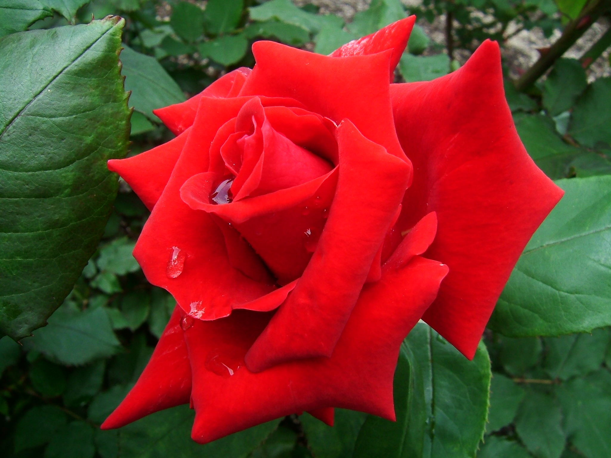 Téléchargez gratuitement l'image Fleurs, Rose, Terre/nature sur le bureau de votre PC