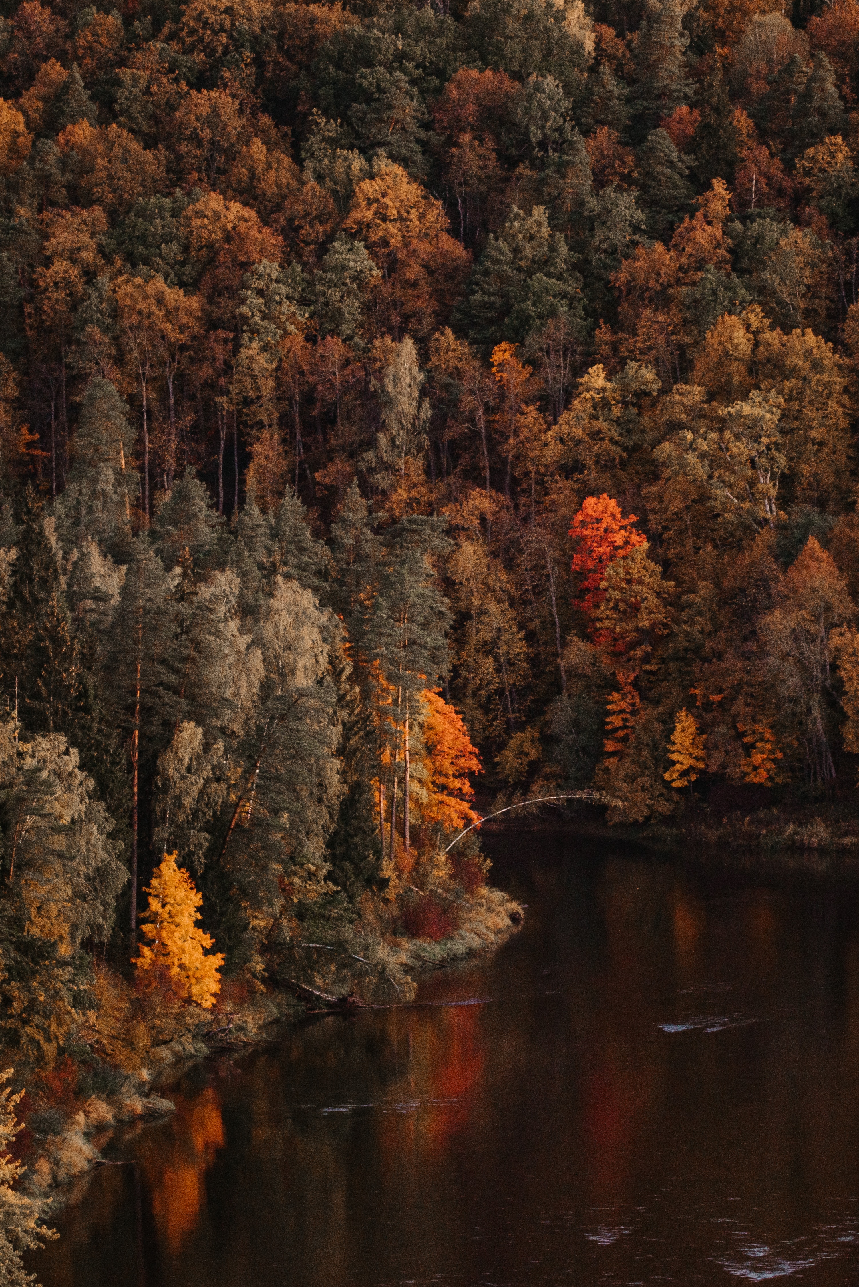 Download mobile wallpaper Forest, Lake, Landscape, Trees, Nature, Autumn for free.