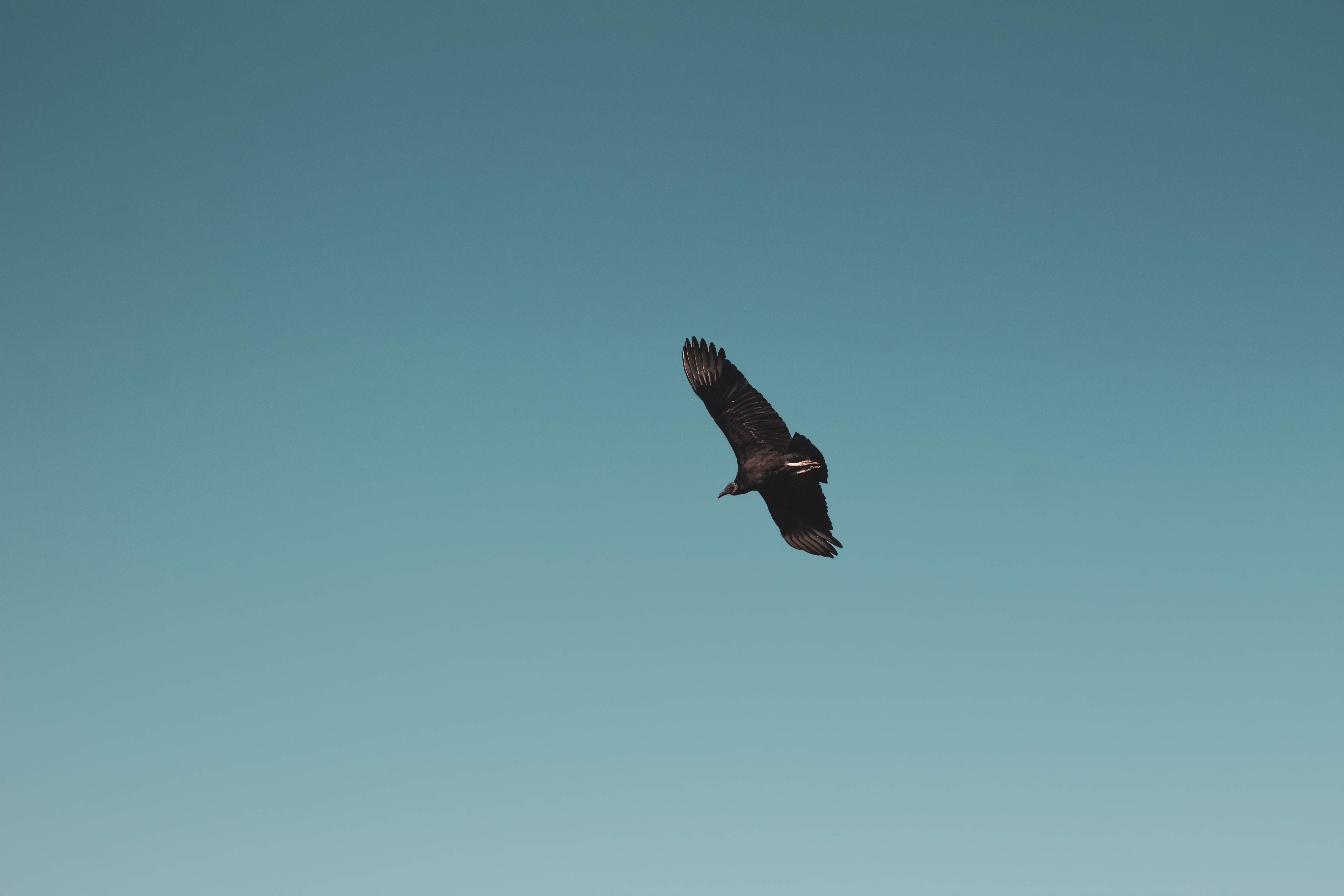 animals, sky, bird, vulture, fly, to fly, soar