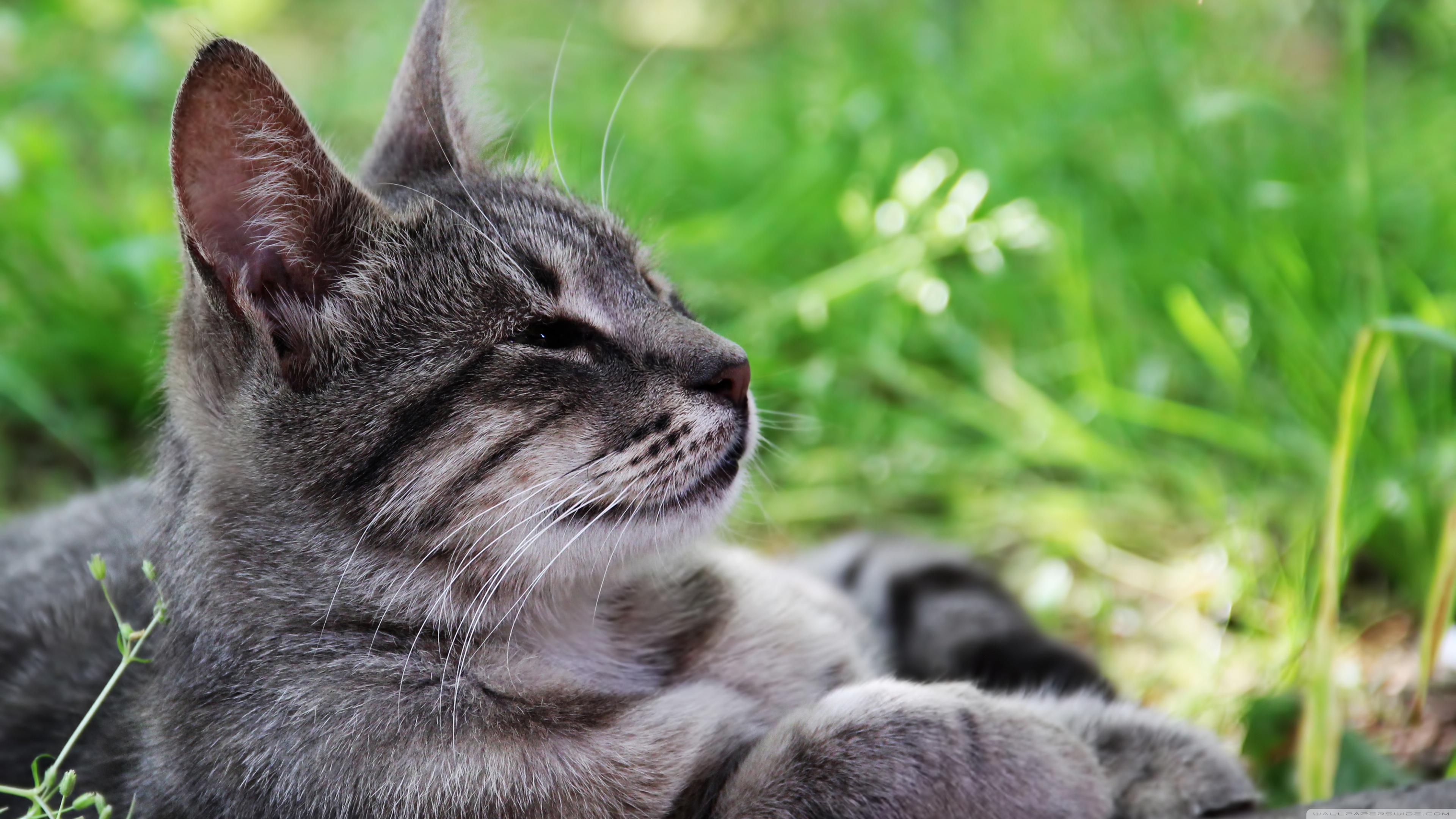 Descarga gratuita de fondo de pantalla para móvil de Animales, Gatos, Gato.