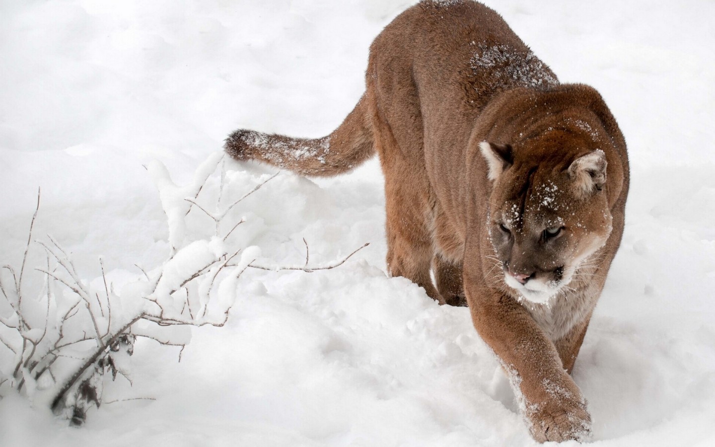 Download mobile wallpaper Animal, Cougar for free.