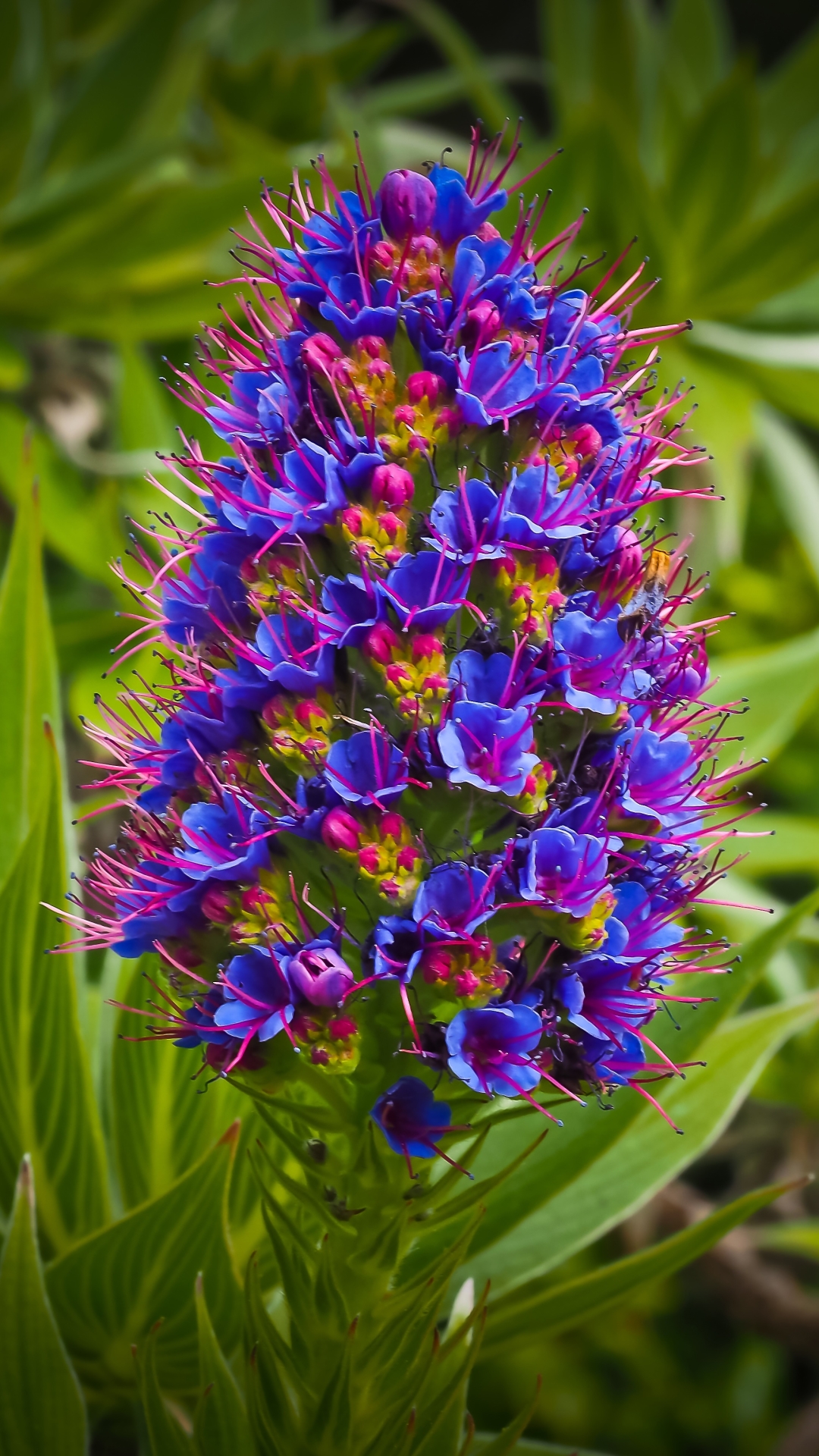 1158148 descargar fondo de pantalla tierra/naturaleza, flor, exótico, flor azul, flores: protectores de pantalla e imágenes gratis