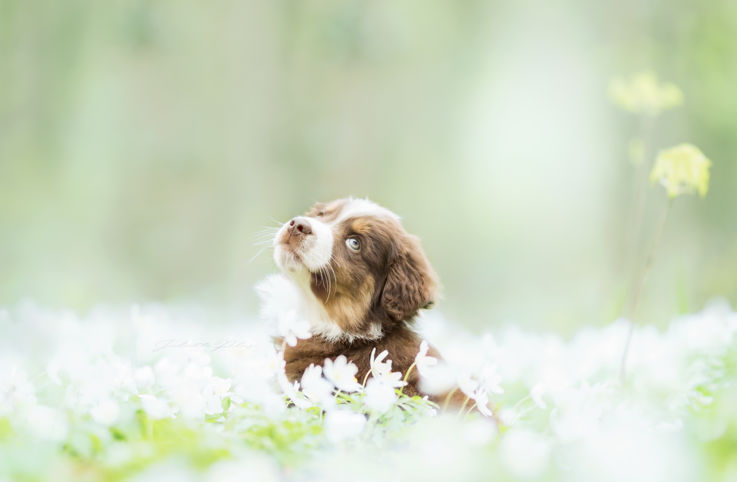 PCデスクトップに動物, 犬, 子犬, ぼかし, 白い花画像を無料でダウンロード