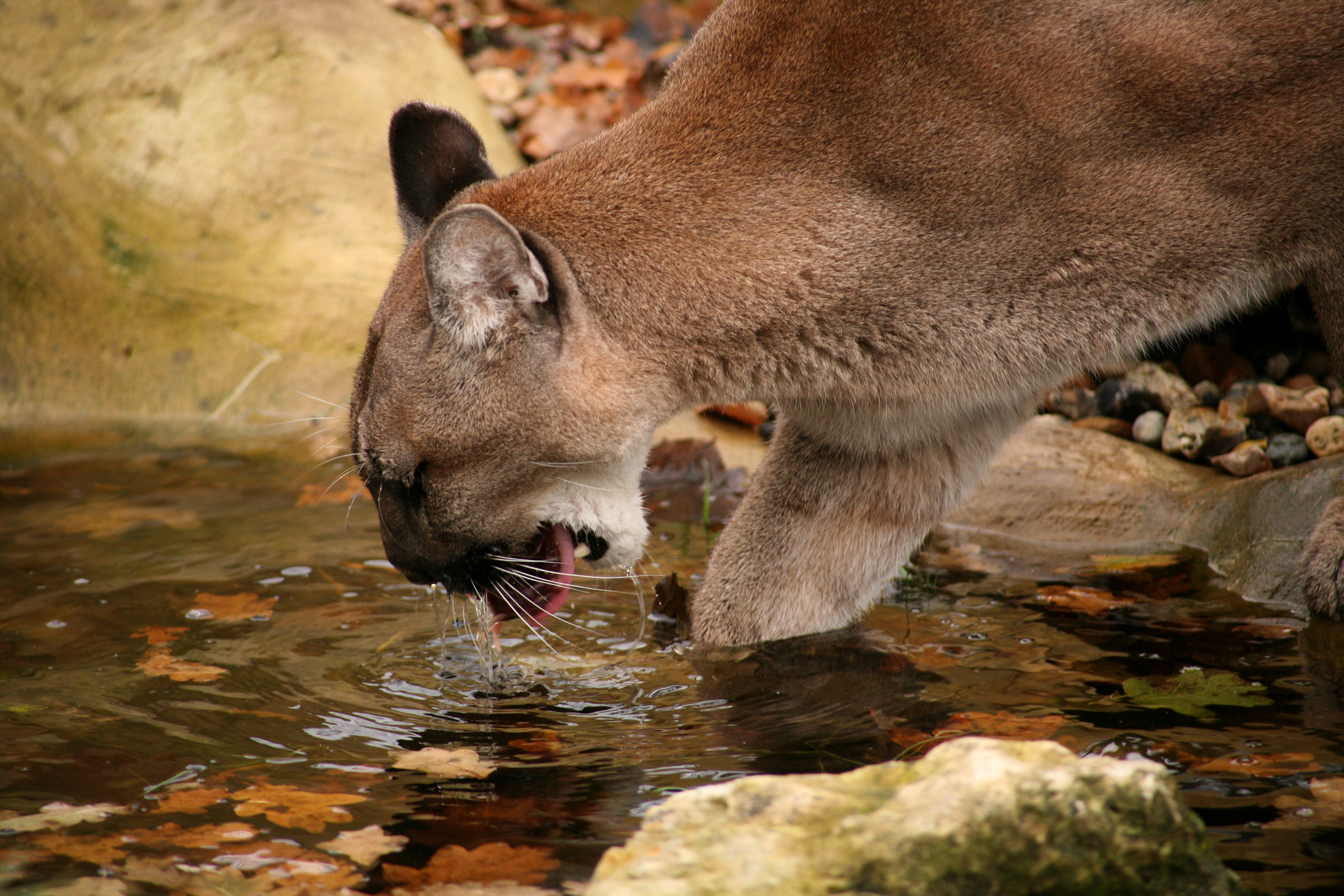 Free download wallpaper Cats, Animal, Cougar on your PC desktop