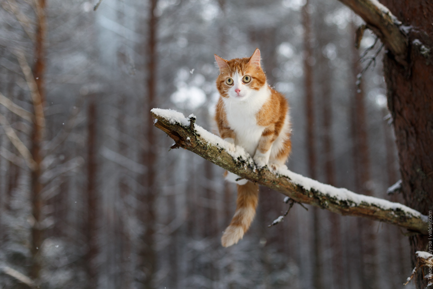 Baixar papel de parede para celular de Animais, Inverno, Neve, Gato gratuito.