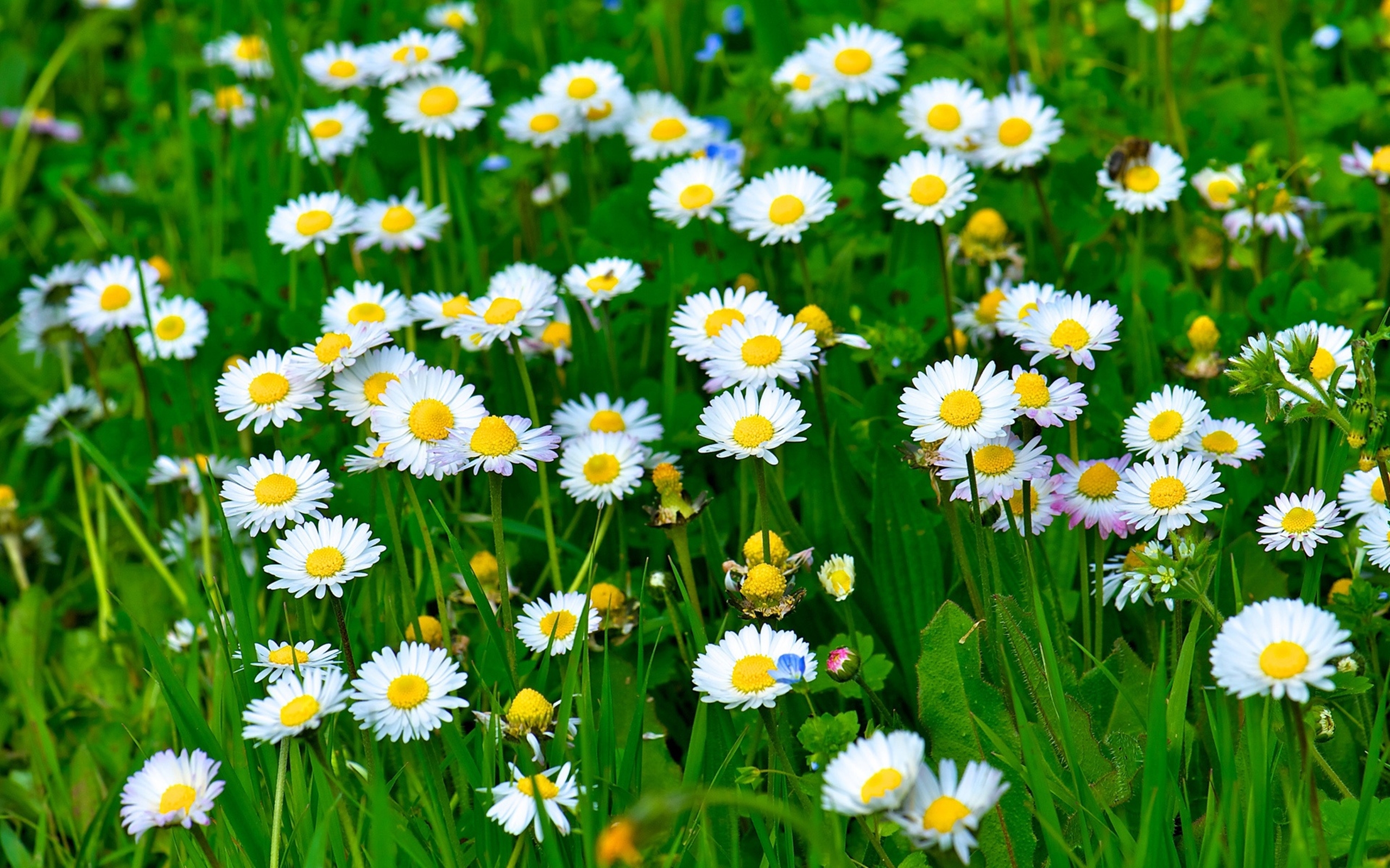 PCデスクトップに自然, フラワーズ, 草, 花, 閉じる, 地球, 春, デイジー, 白い花画像を無料でダウンロード
