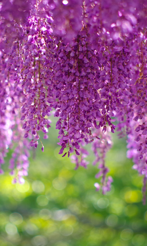 Download mobile wallpaper Nature, Flowers, Flower, Earth, Spring, Bokeh, Wisteria, Blossom, Pink Flower for free.