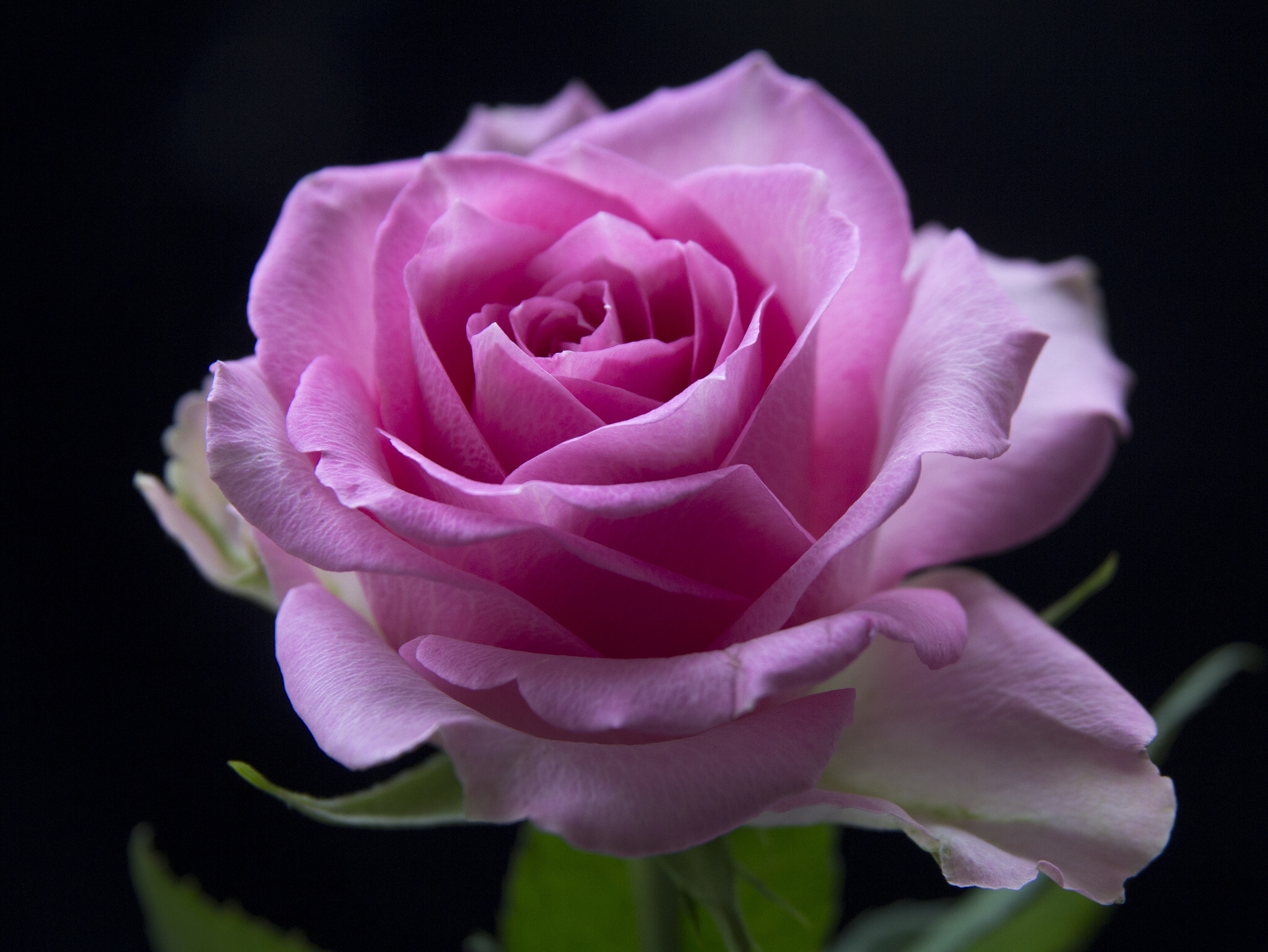 Laden Sie das Blumen, Makro, Rose, Erde/natur, Pinke Rose-Bild kostenlos auf Ihren PC-Desktop herunter