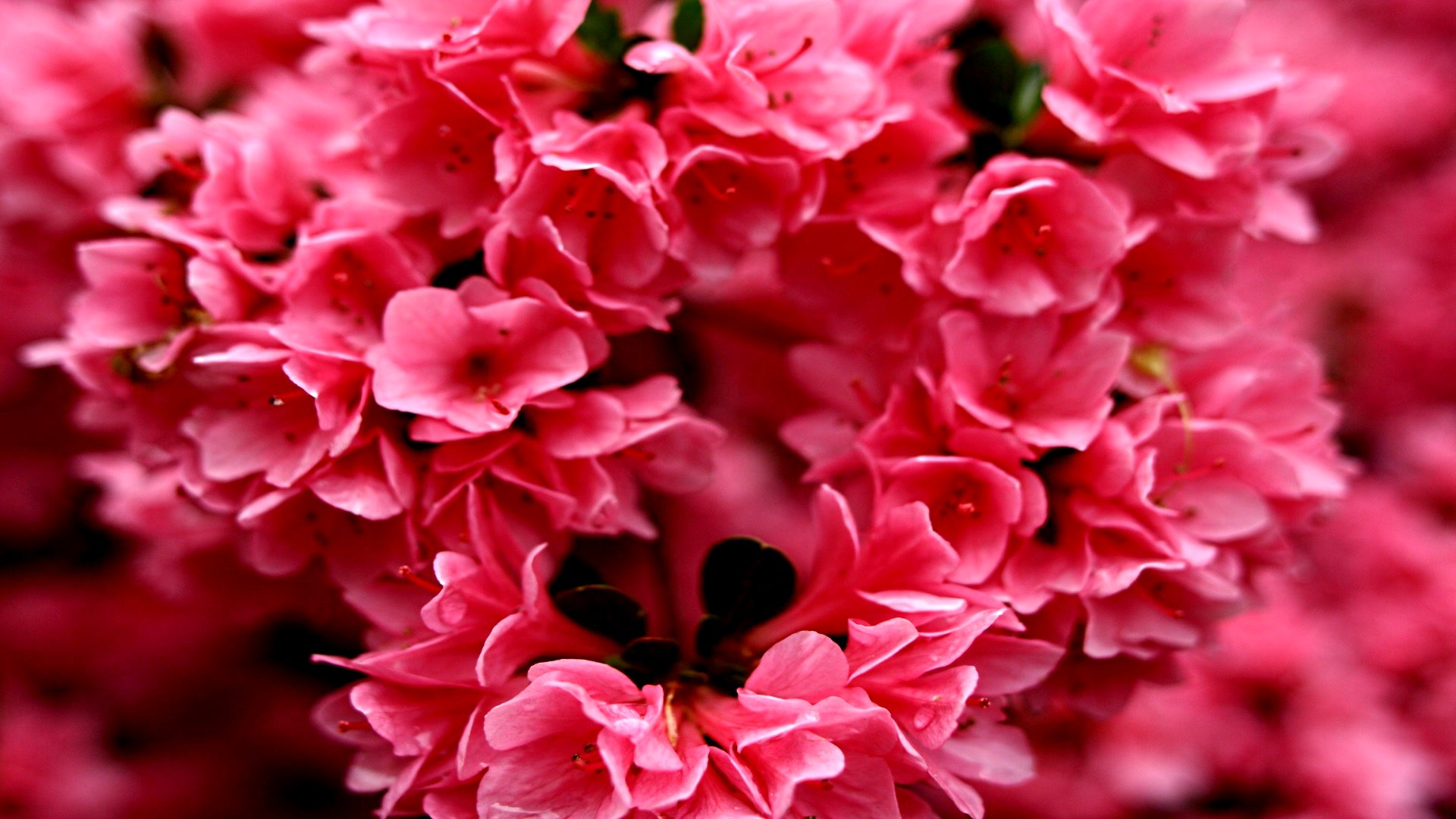 Téléchargez gratuitement l'image Fleurs, Fleur, Terre/nature sur le bureau de votre PC