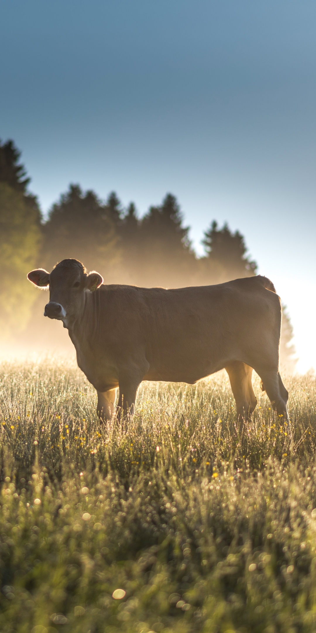 Téléchargez des papiers peints mobile Animaux, Herbe, Vache gratuitement.