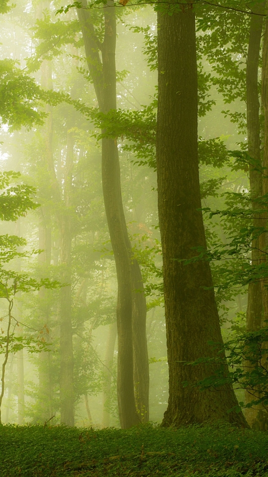 Скачати мобільні шпалери Природа, Ліс, Дерево, Туман, Земля безкоштовно.