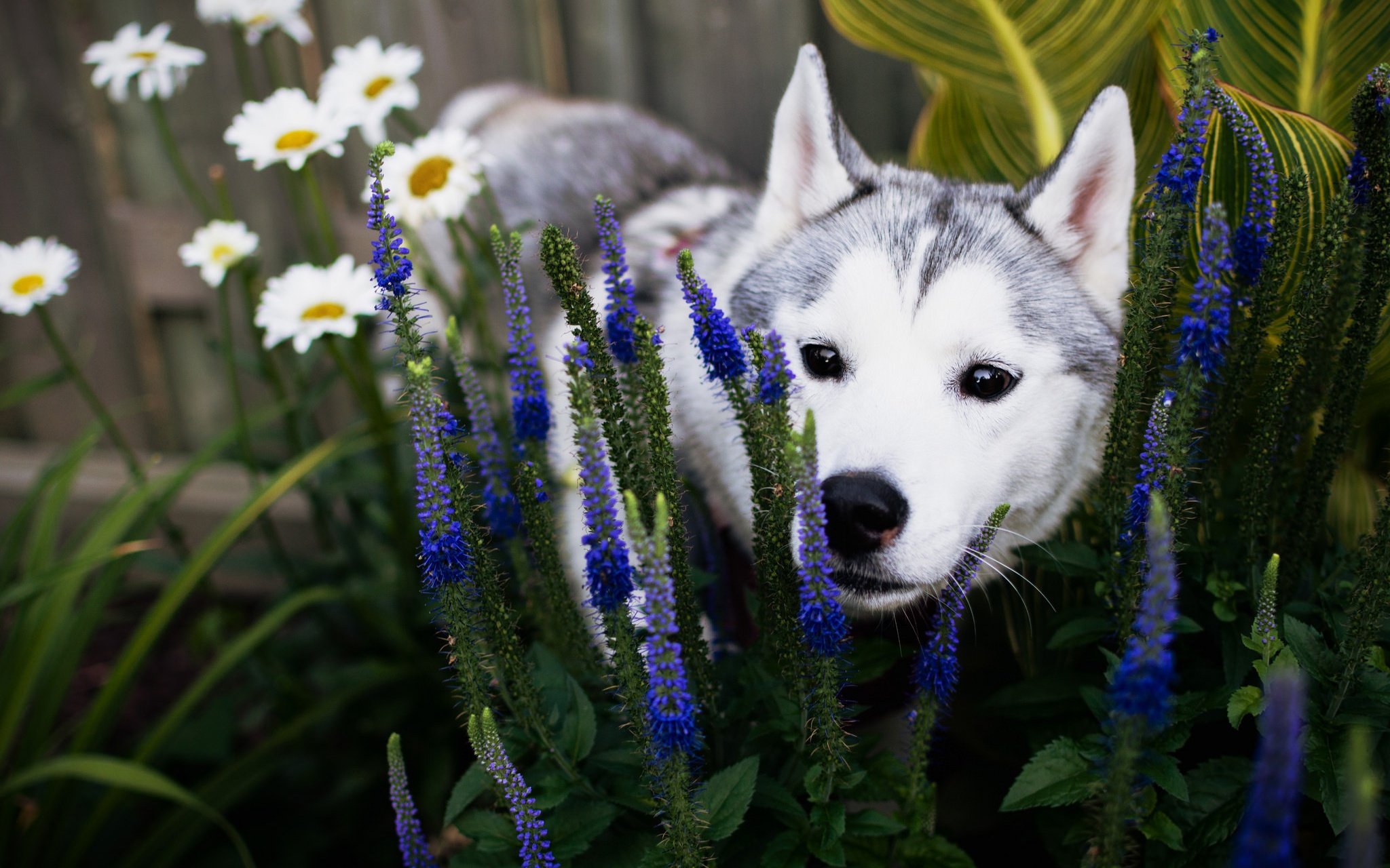 Free download wallpaper Dogs, Flower, Dog, Muzzle, Animal, Puppy, Garden, Husky, Baby Animal, Blue Flower on your PC desktop