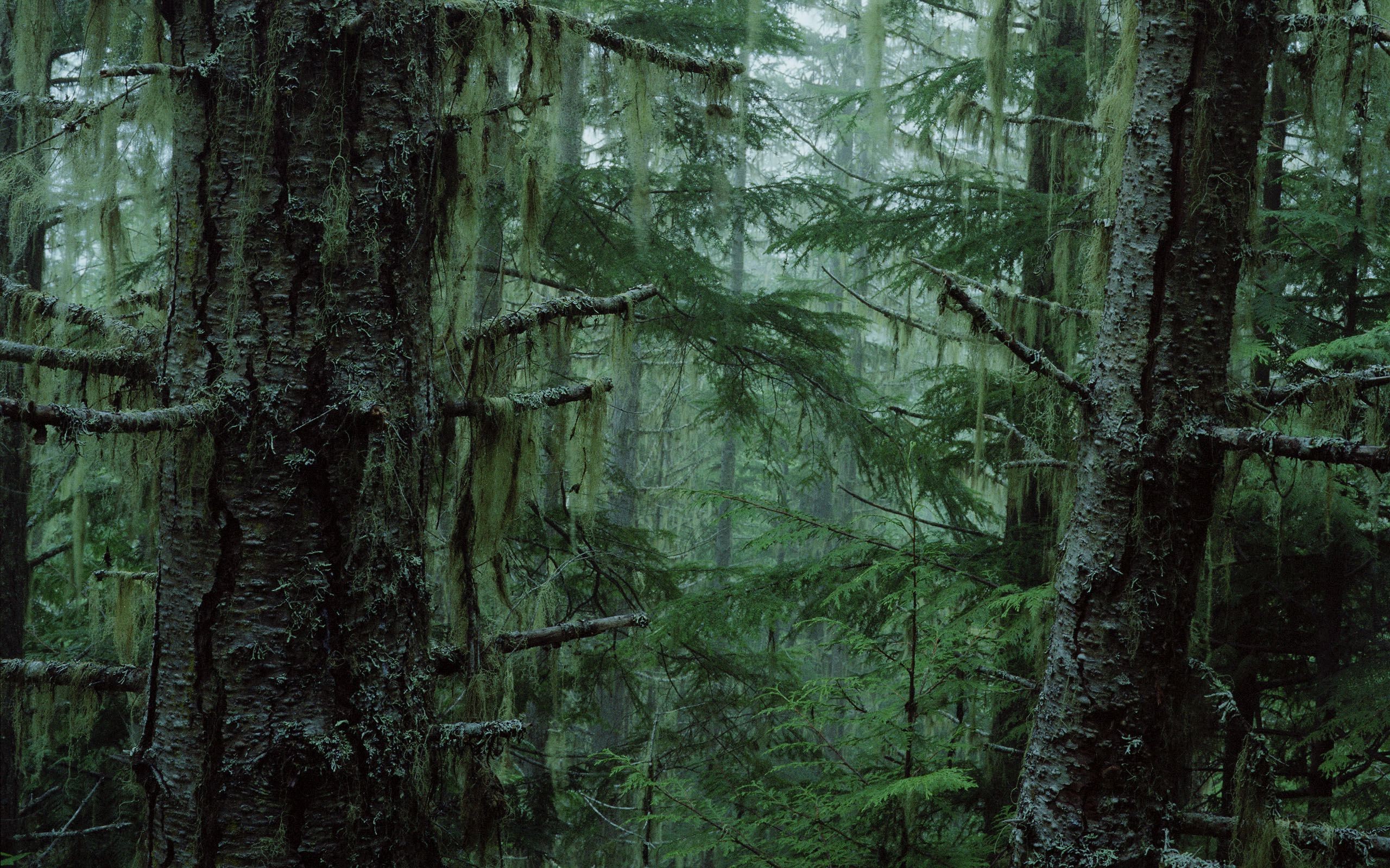 Baixar papel de parede para celular de Floresta, Terra/natureza gratuito.