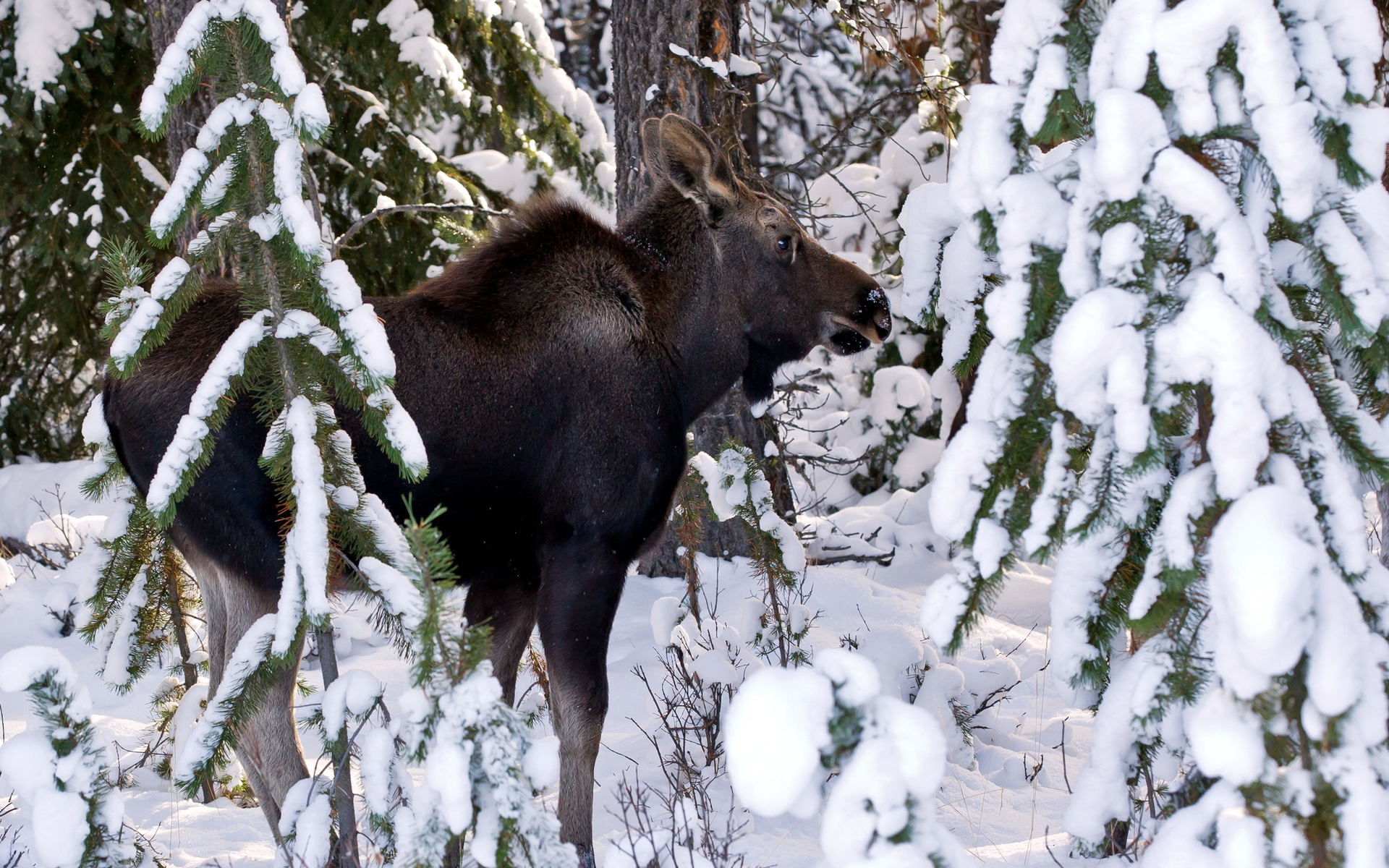animal, moose Smartphone Background