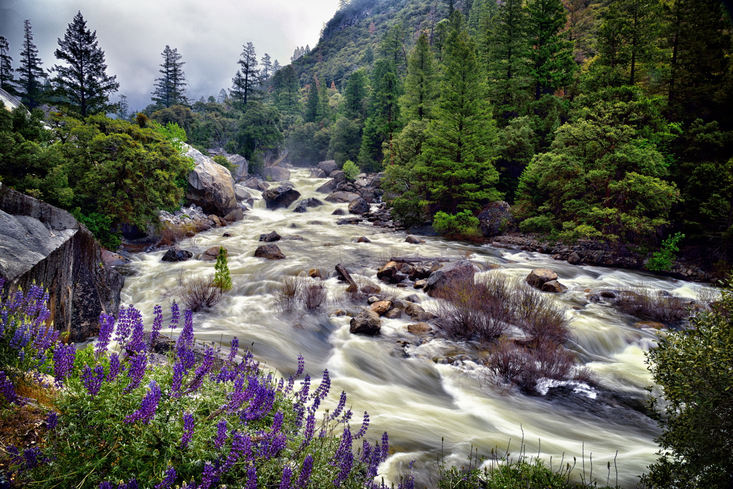 Free download wallpaper Nature, Forest, Tree, Earth, River, Purple Flower on your PC desktop