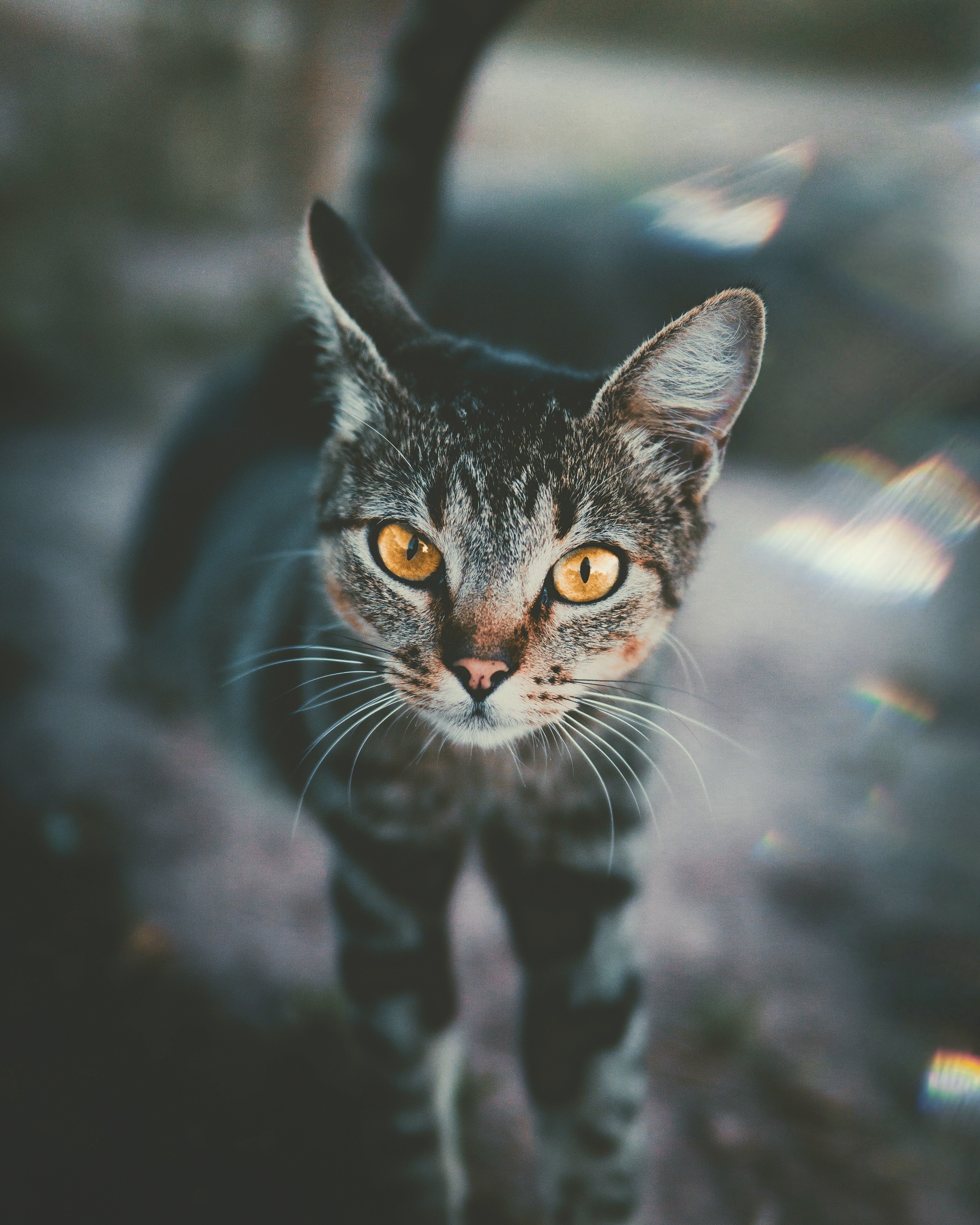 desktop Images sight, animals, cat, muzzle, blur, smooth, striped, opinion