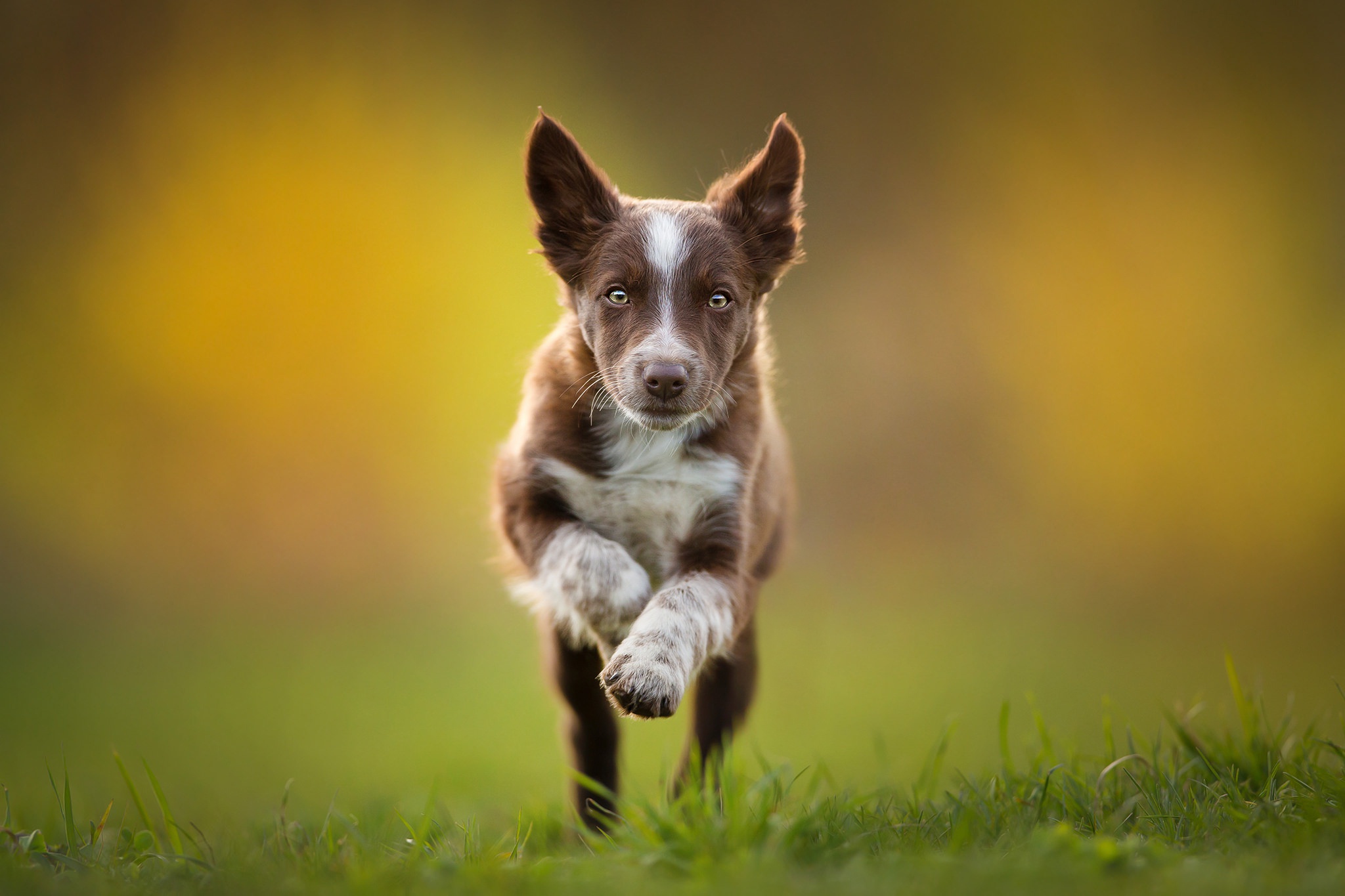 Baixar papel de parede para celular de Animais, Cães, Cão, Animal Bebê, Filhote gratuito.