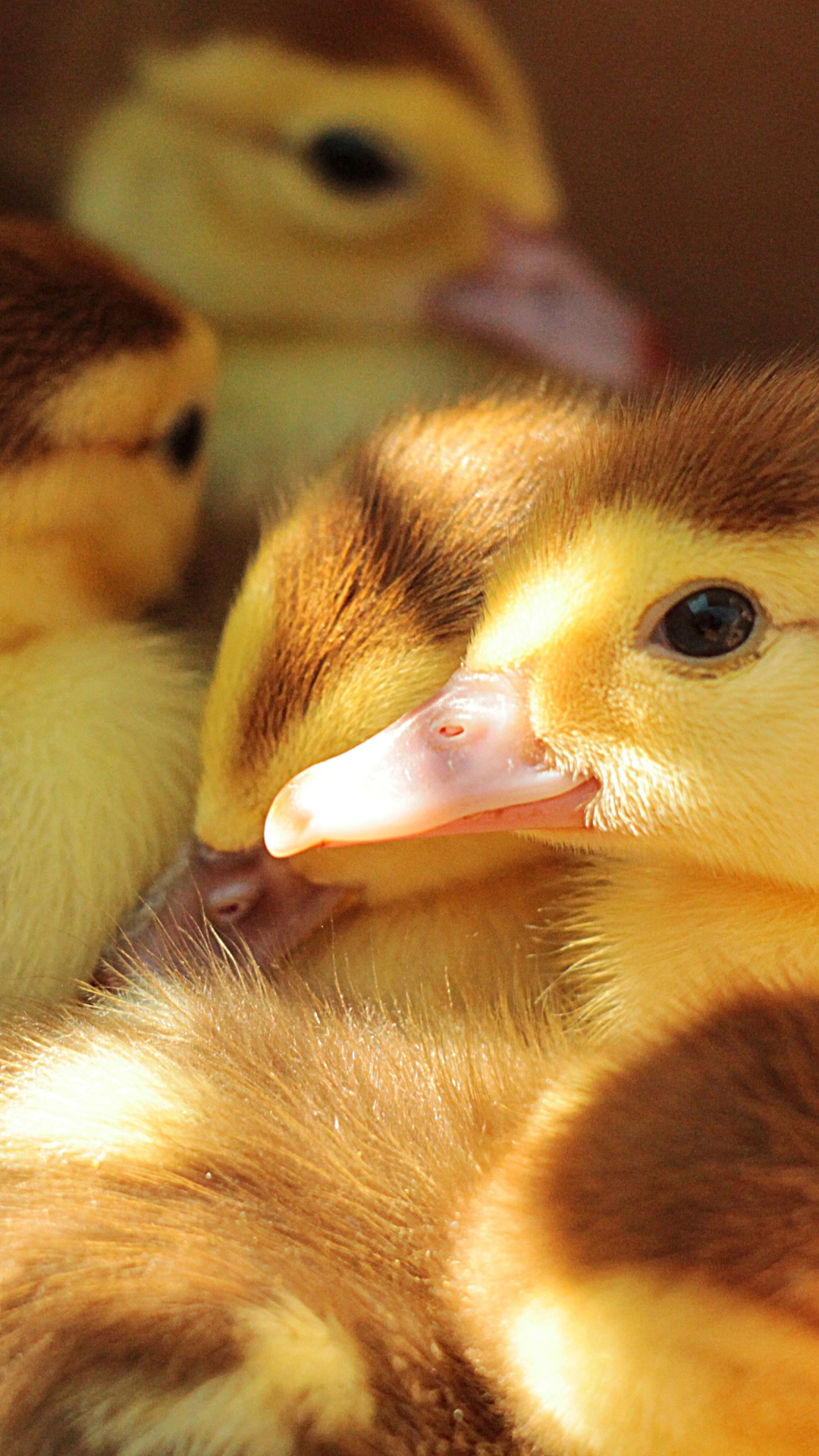 Download mobile wallpaper Birds, Bird, Animal, Duck, Duckling, Baby Animal for free.