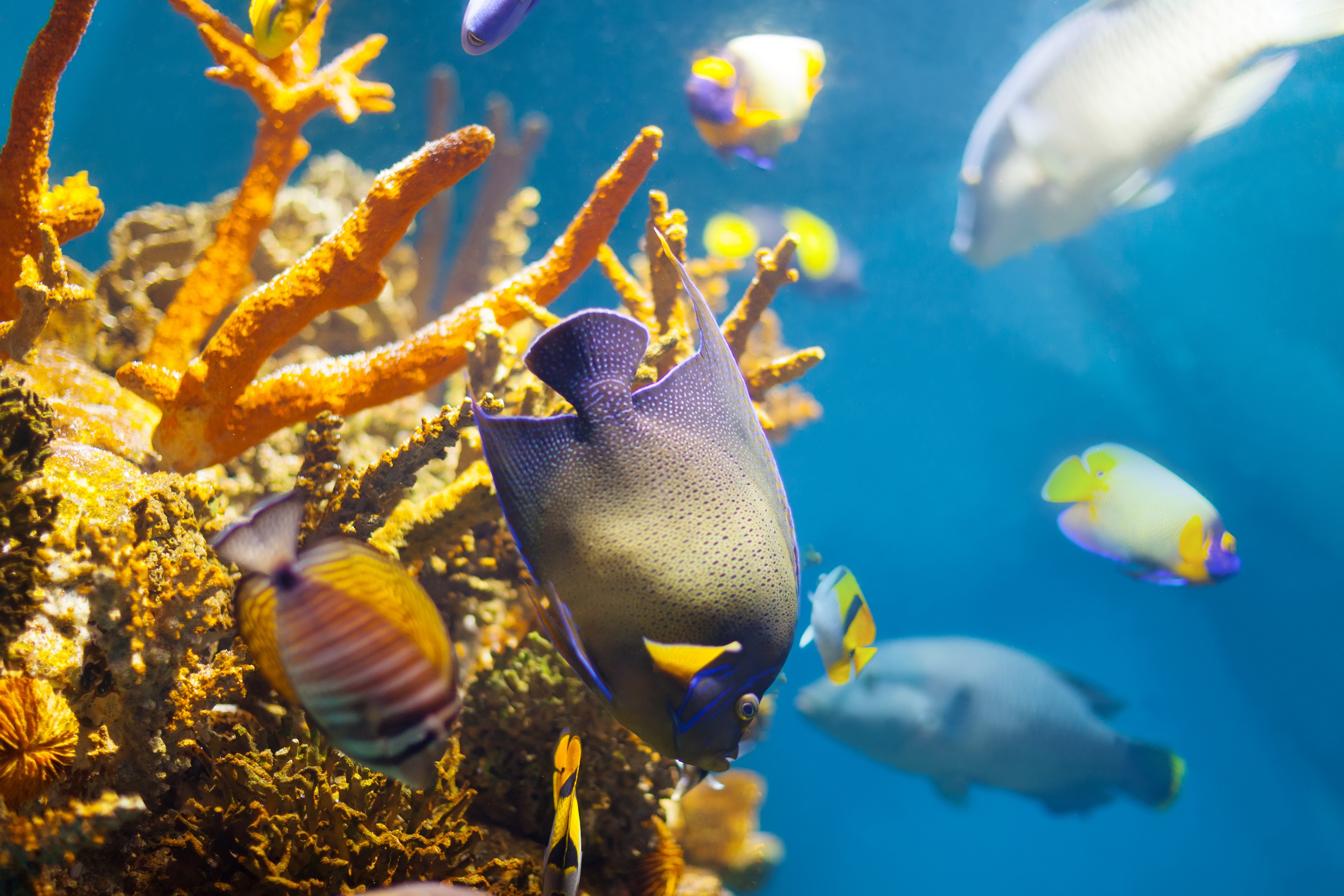 Скачать картинку Животные, Рыбы, Кораллы, Подводный, Морская Жизнь в телефон бесплатно.