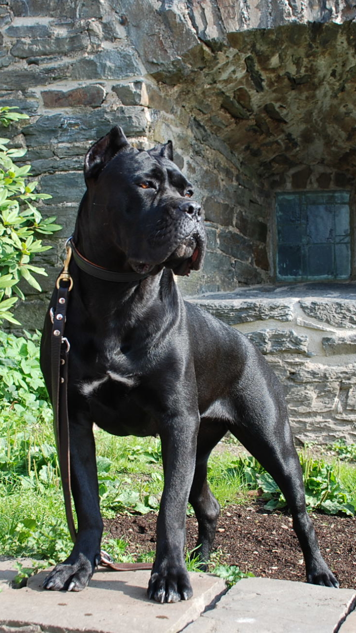 Download mobile wallpaper Dogs, Dog, Animal, Cane Corso for free.