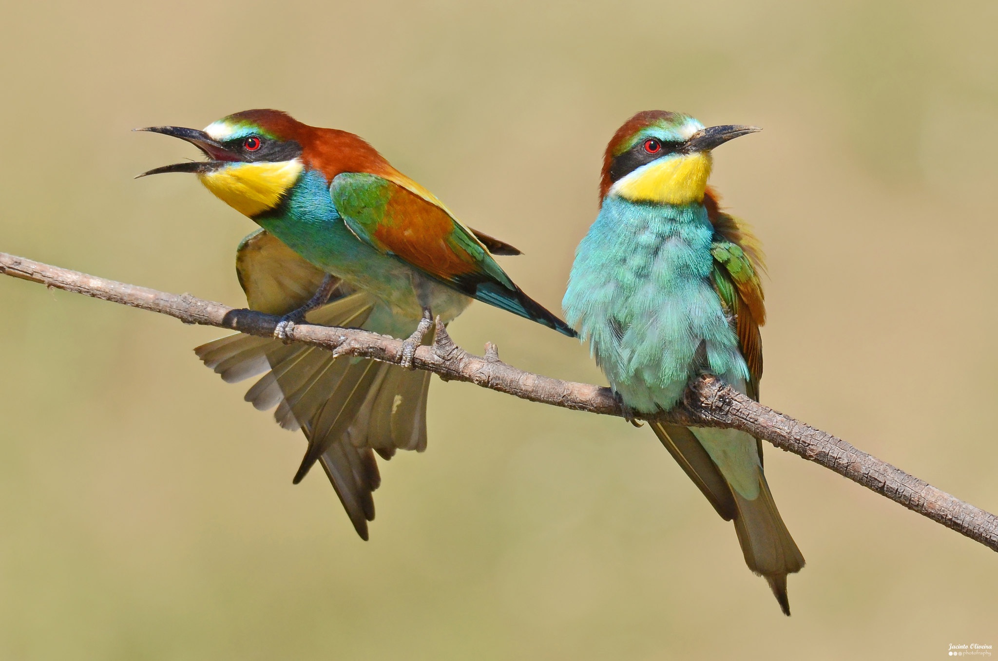 Free download wallpaper Birds, Bird, Animal, Bee Eater on your PC desktop