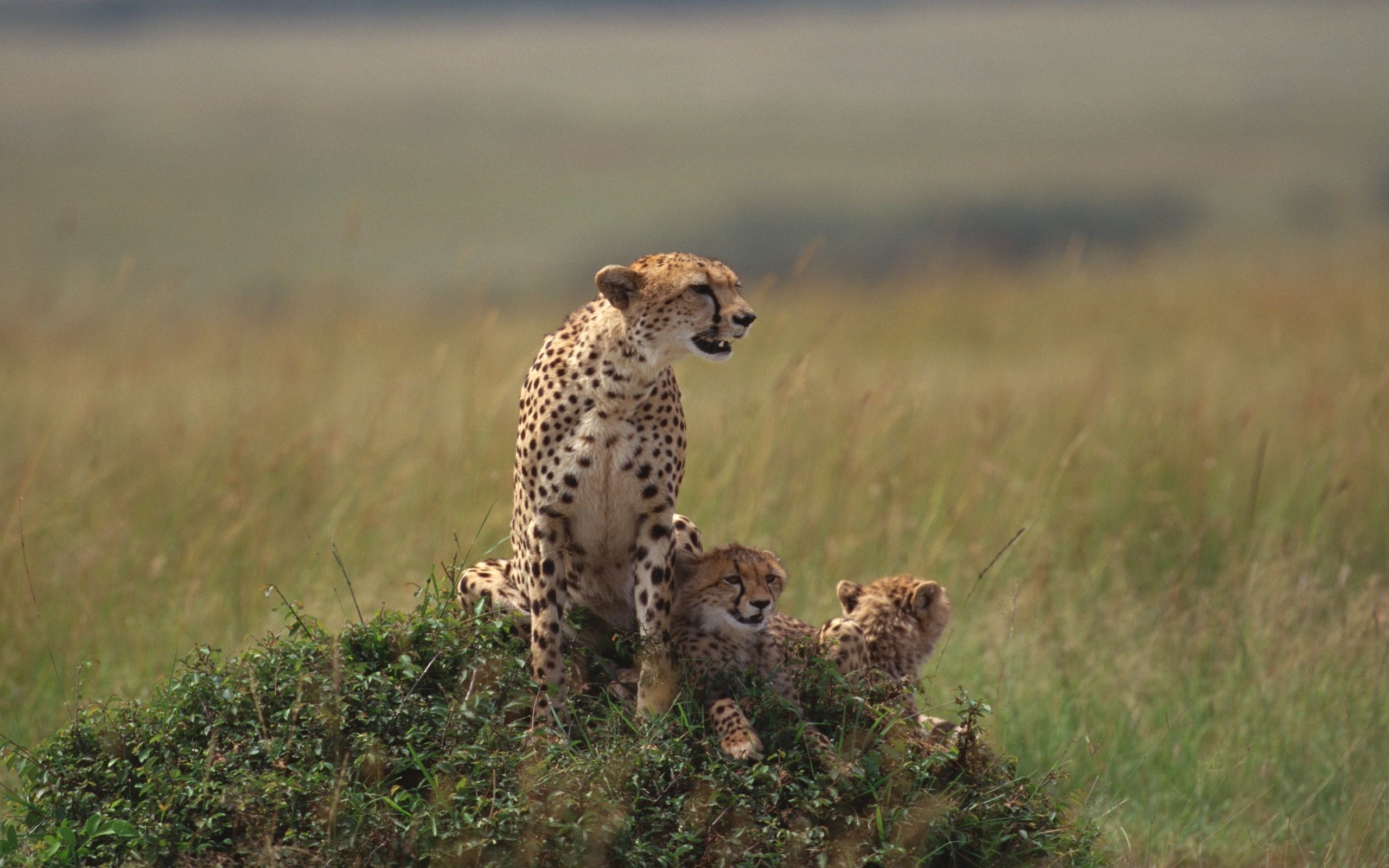 cheetah, animals, grass, to lie down, lie, family
