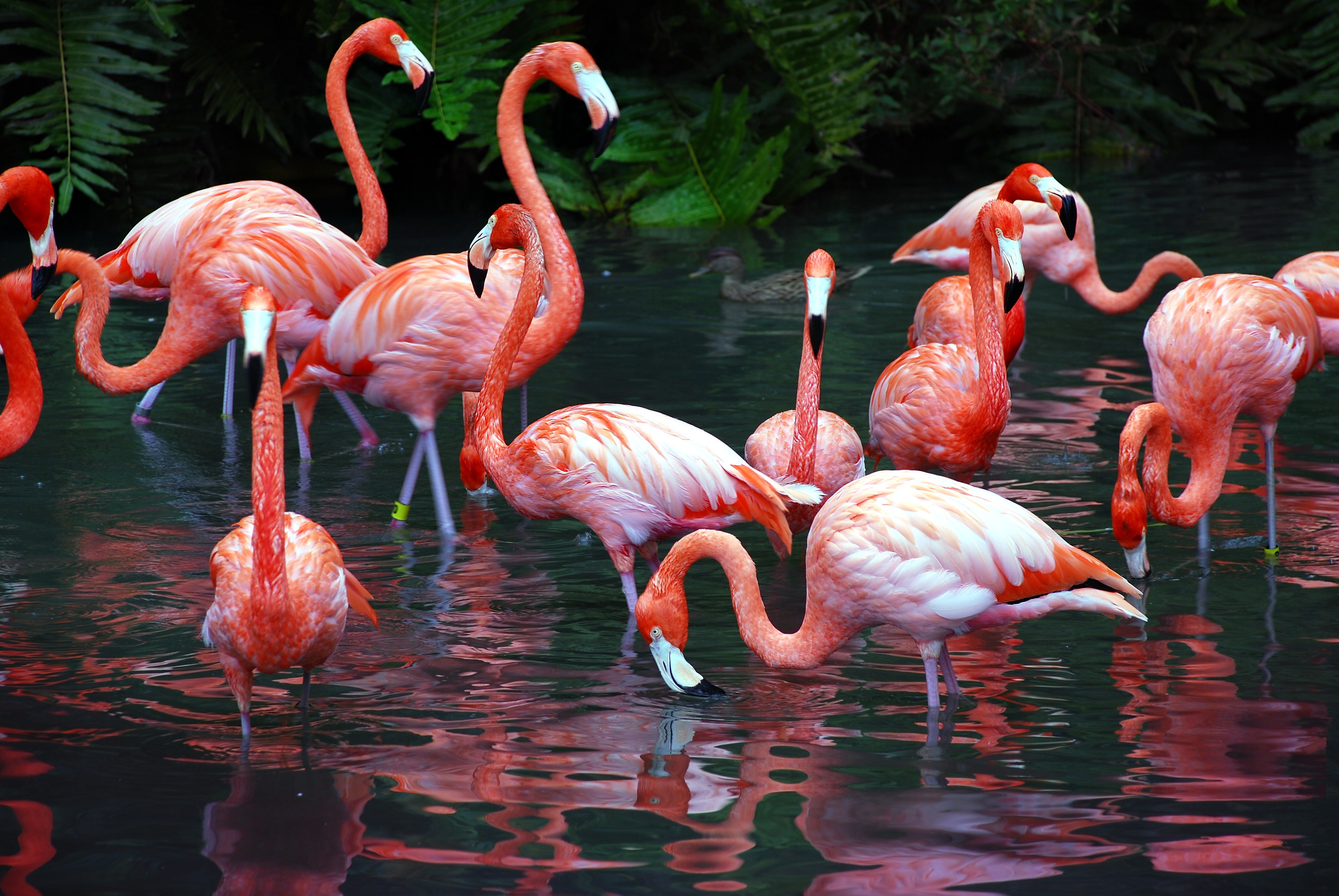 flamingo, birds, animal