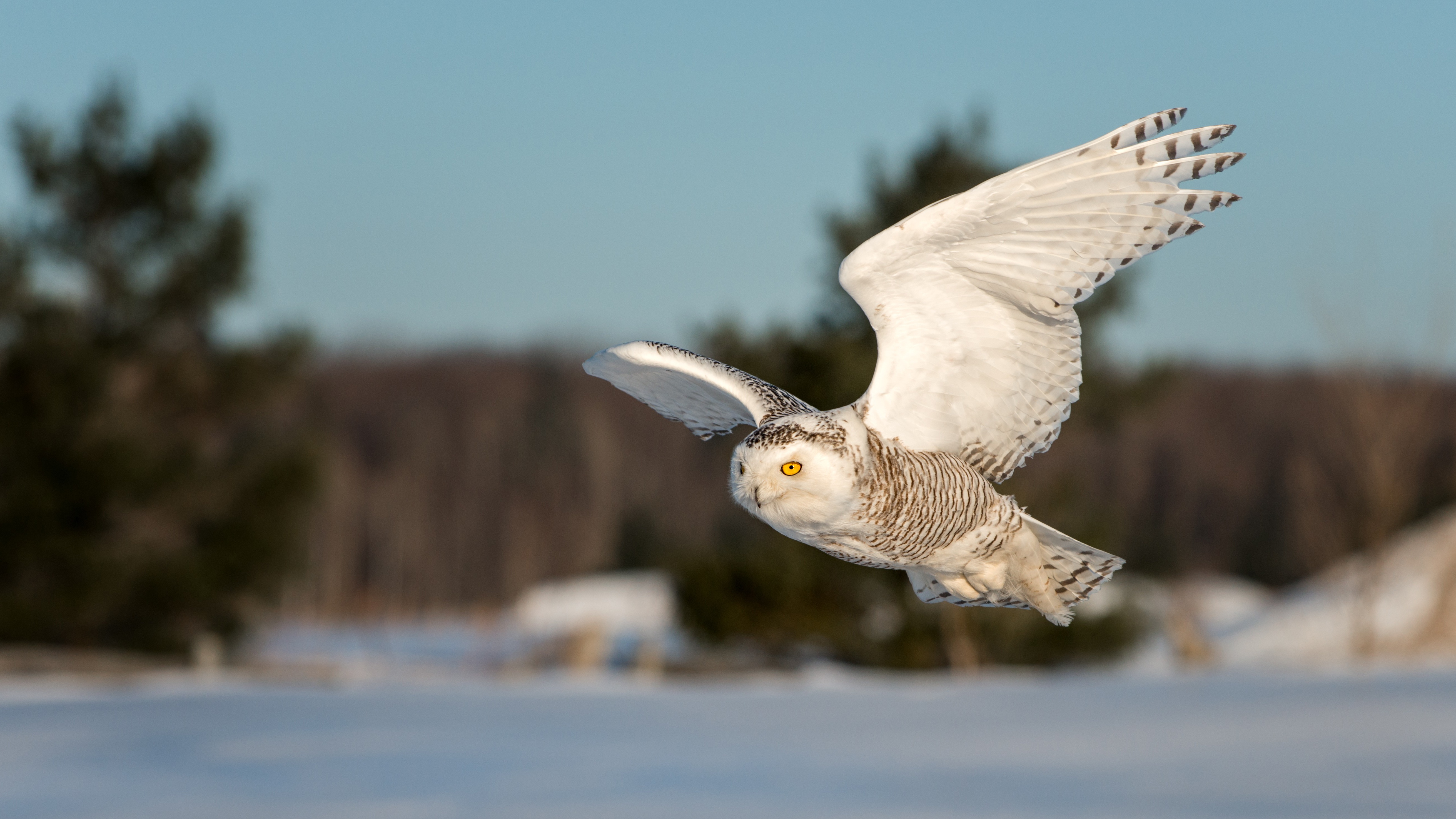 Download mobile wallpaper Birds, Owl, Bird, Animal, Snowy Owl for free.