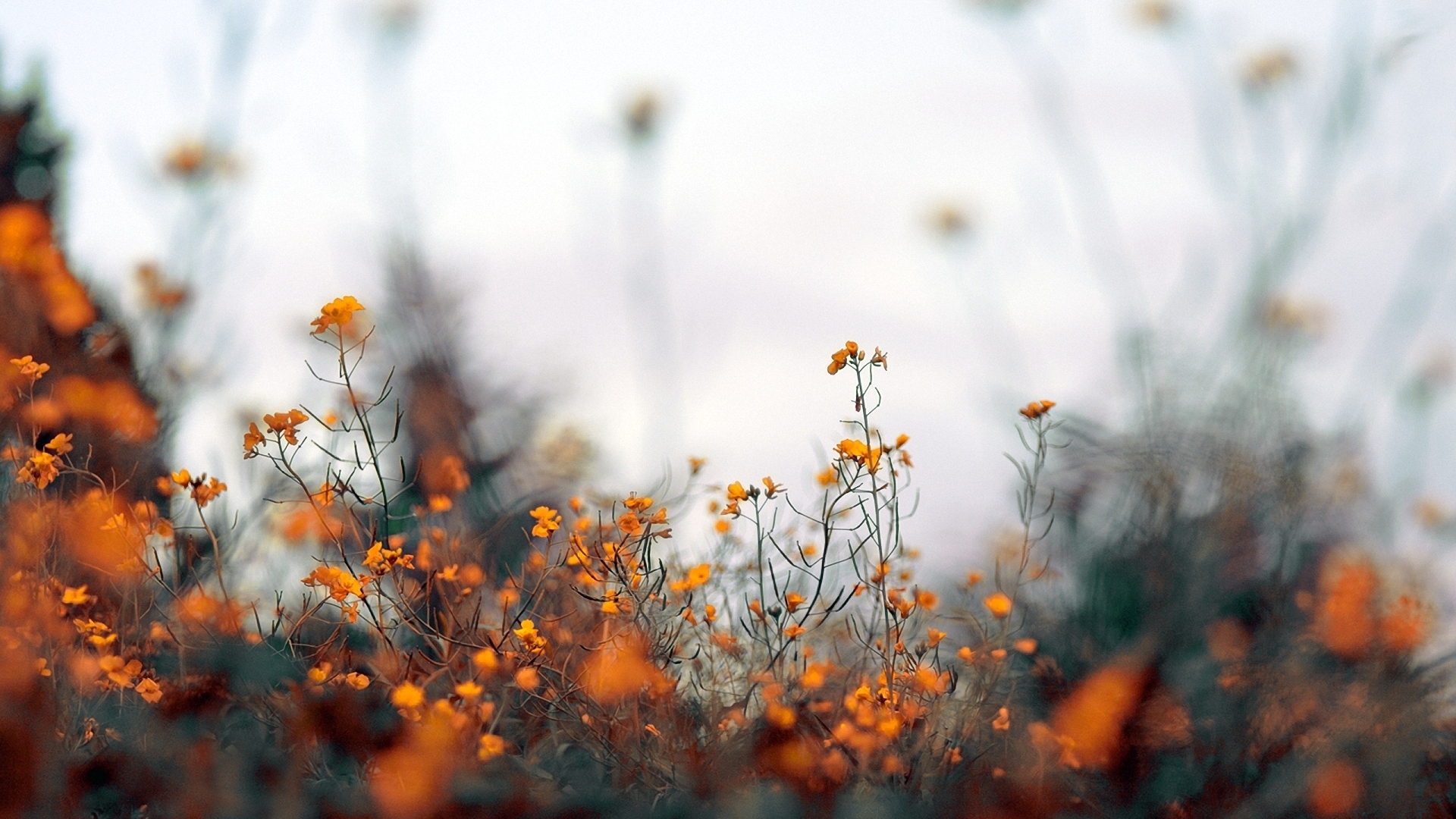 Descarga gratuita de fondo de pantalla para móvil de Flores, Flor, Tierra/naturaleza.