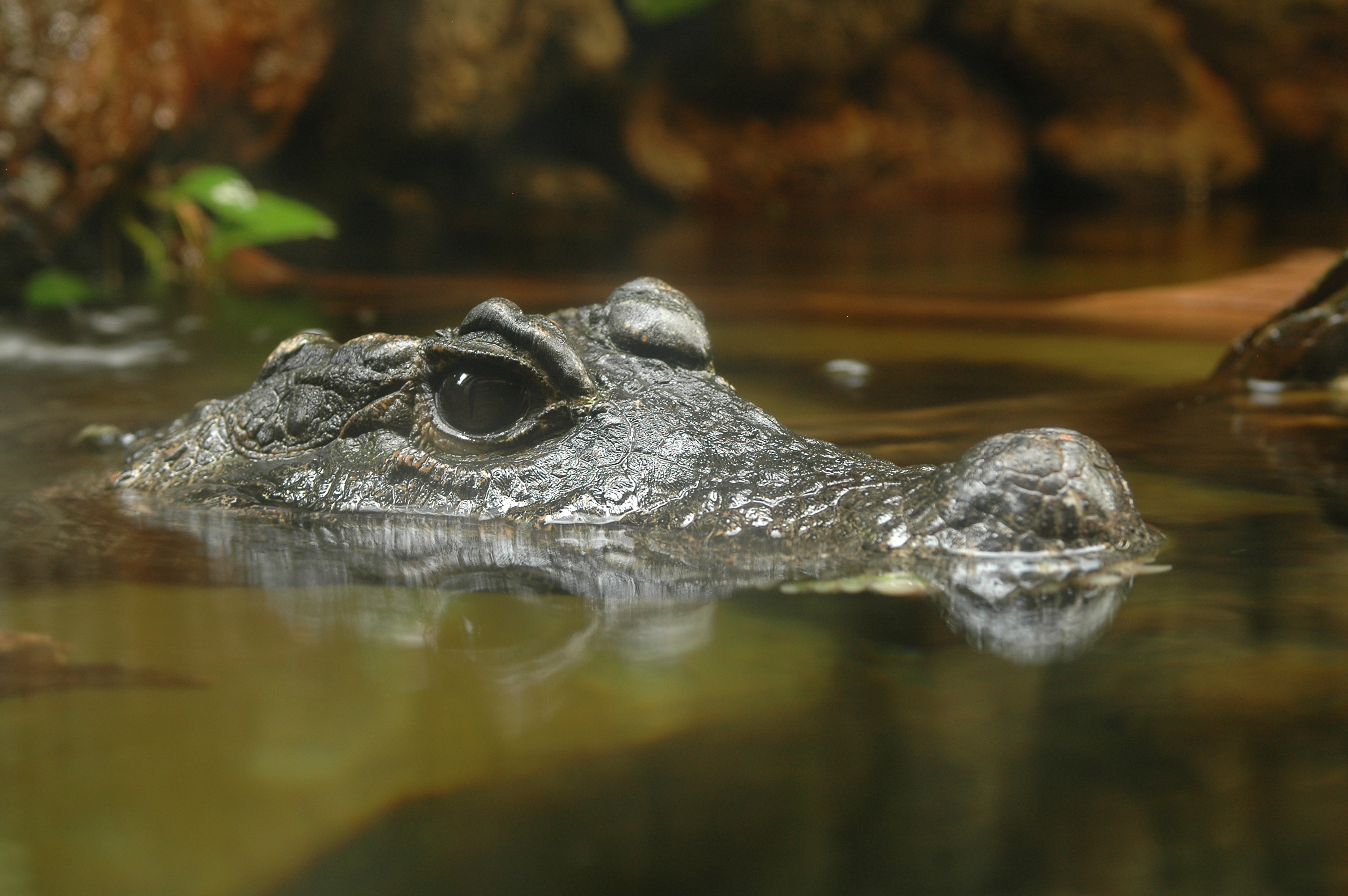 275518 télécharger l'image animaux, crocodile, reptiles - fonds d'écran et économiseurs d'écran gratuits