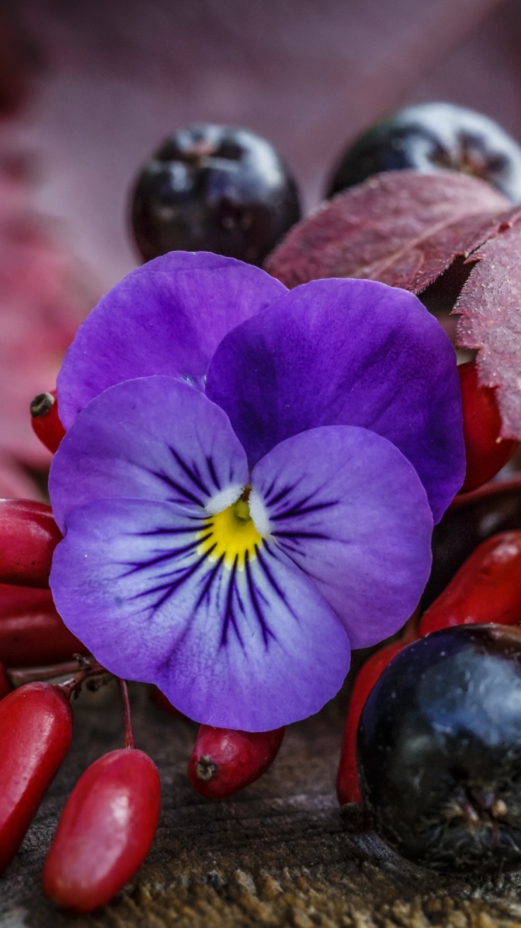 Handy-Wallpaper Beere, Frucht, Fotografie, Stillleben kostenlos herunterladen.