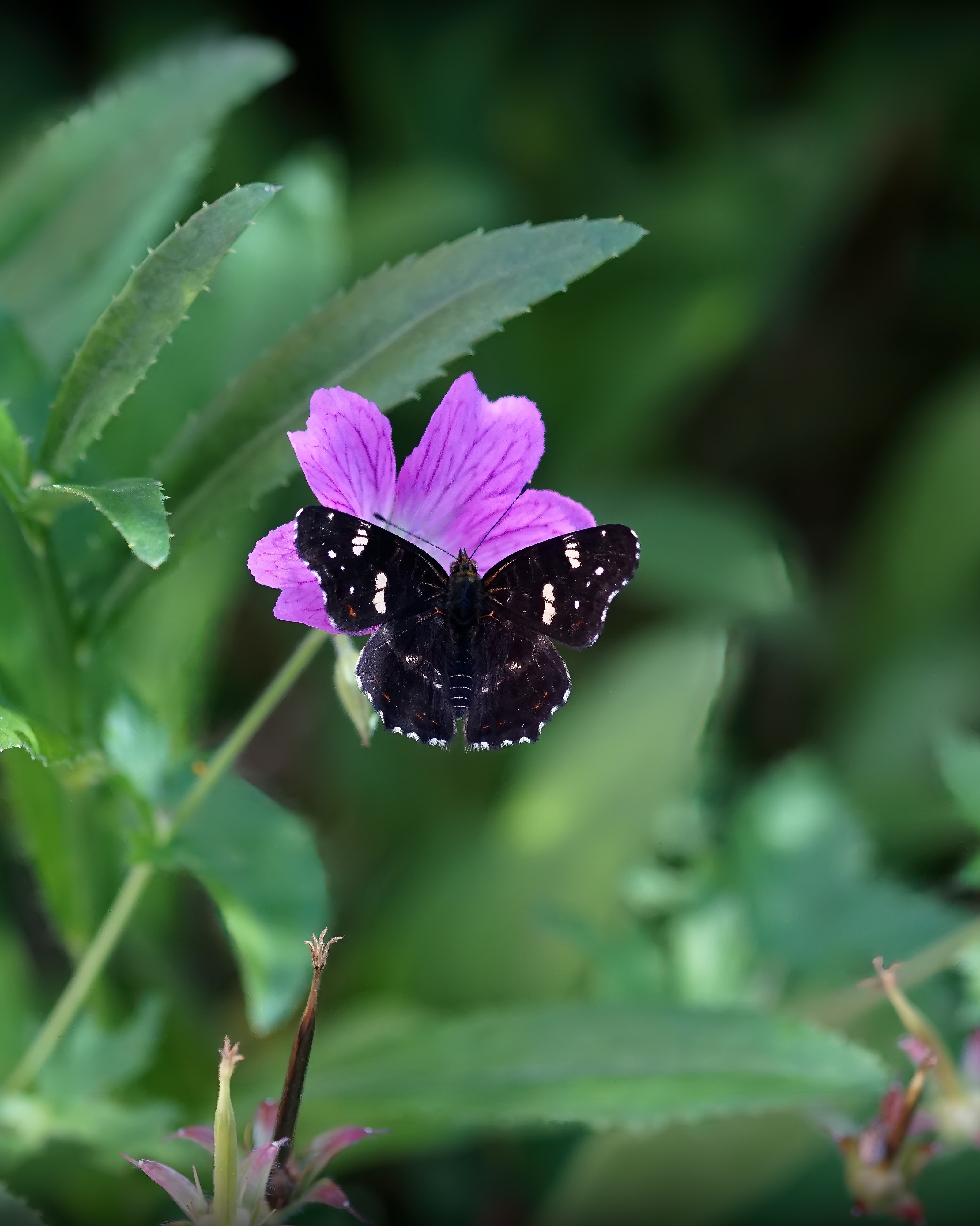 Laden Sie das Blumen, Makro, Insekt, Flügel, Tiere, Schmetterling-Bild kostenlos auf Ihren PC-Desktop herunter