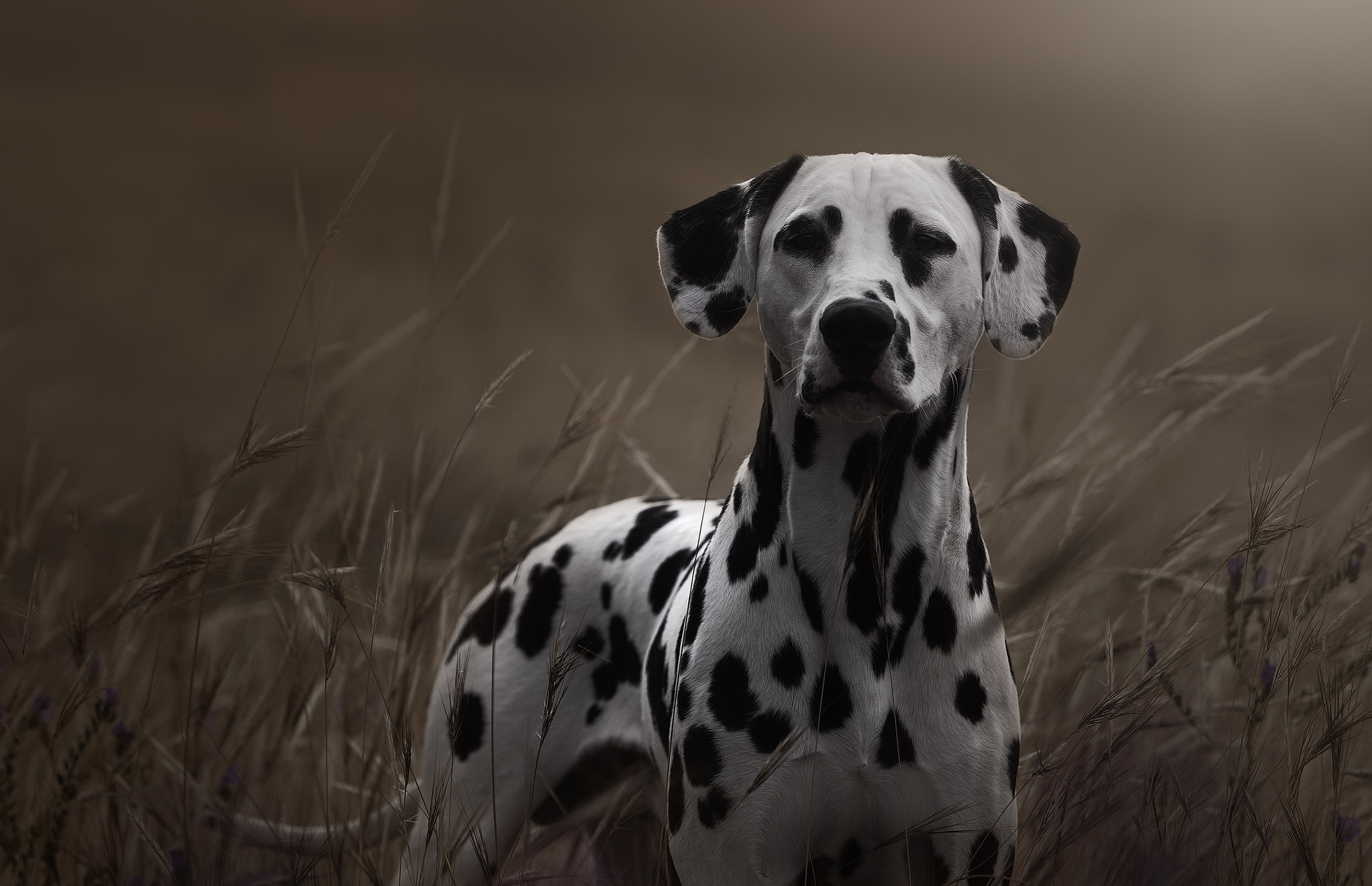 Laden Sie das Tiere, Hunde, Hund, Schnauze, Dalmatiner, Starren-Bild kostenlos auf Ihren PC-Desktop herunter