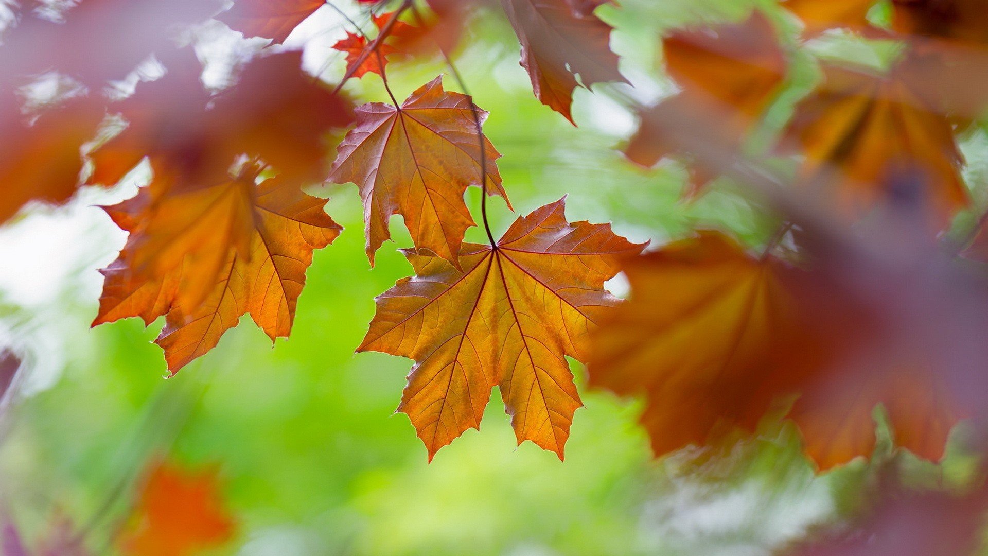 Download mobile wallpaper Macro, Leaf, Fall, Earth, Maple Leaf for free.