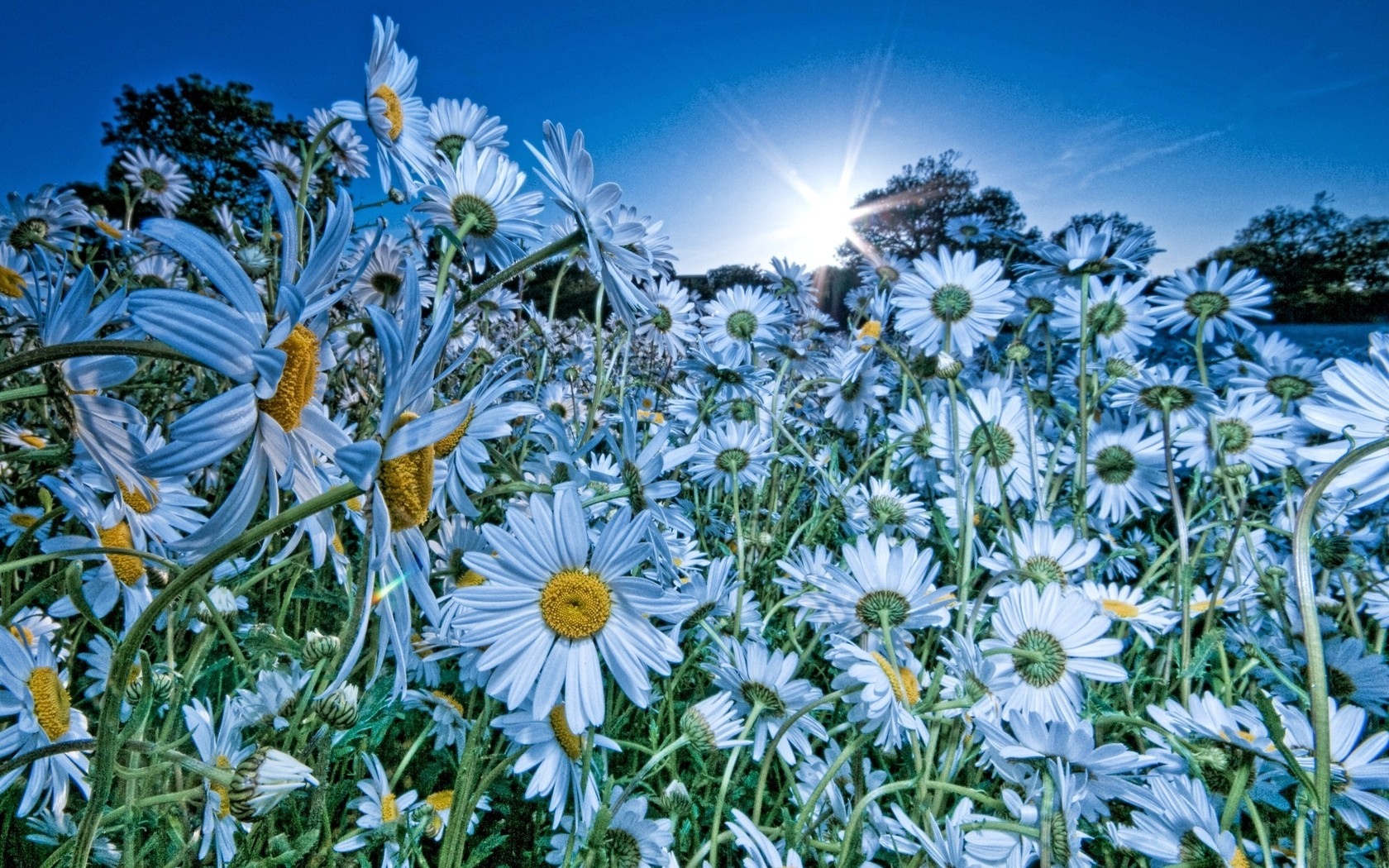 Laden Sie das Blume, Erde/natur-Bild kostenlos auf Ihren PC-Desktop herunter