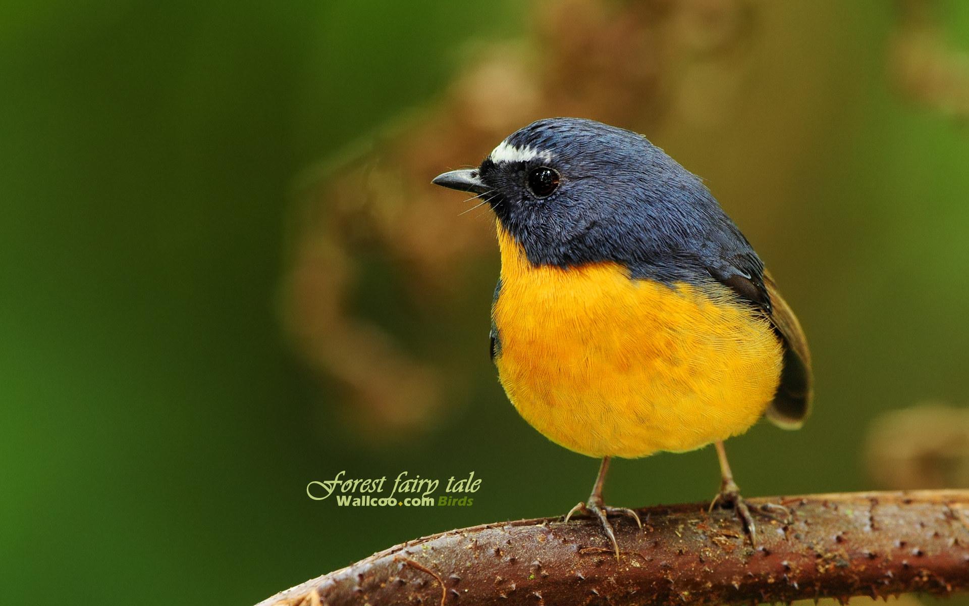 Baixe gratuitamente a imagem Pássaro, Aves, Animais na área de trabalho do seu PC