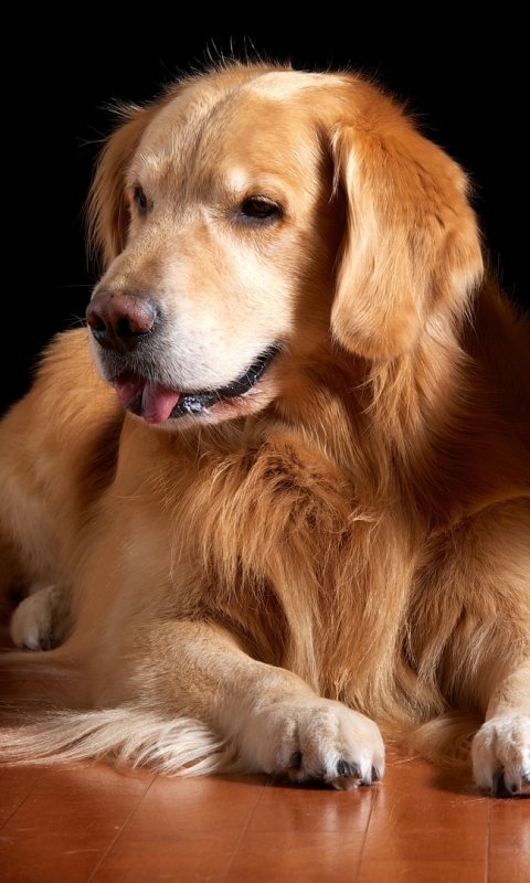 Download mobile wallpaper Dogs, Dog, Animal, Puppy, Golden Retriever for free.