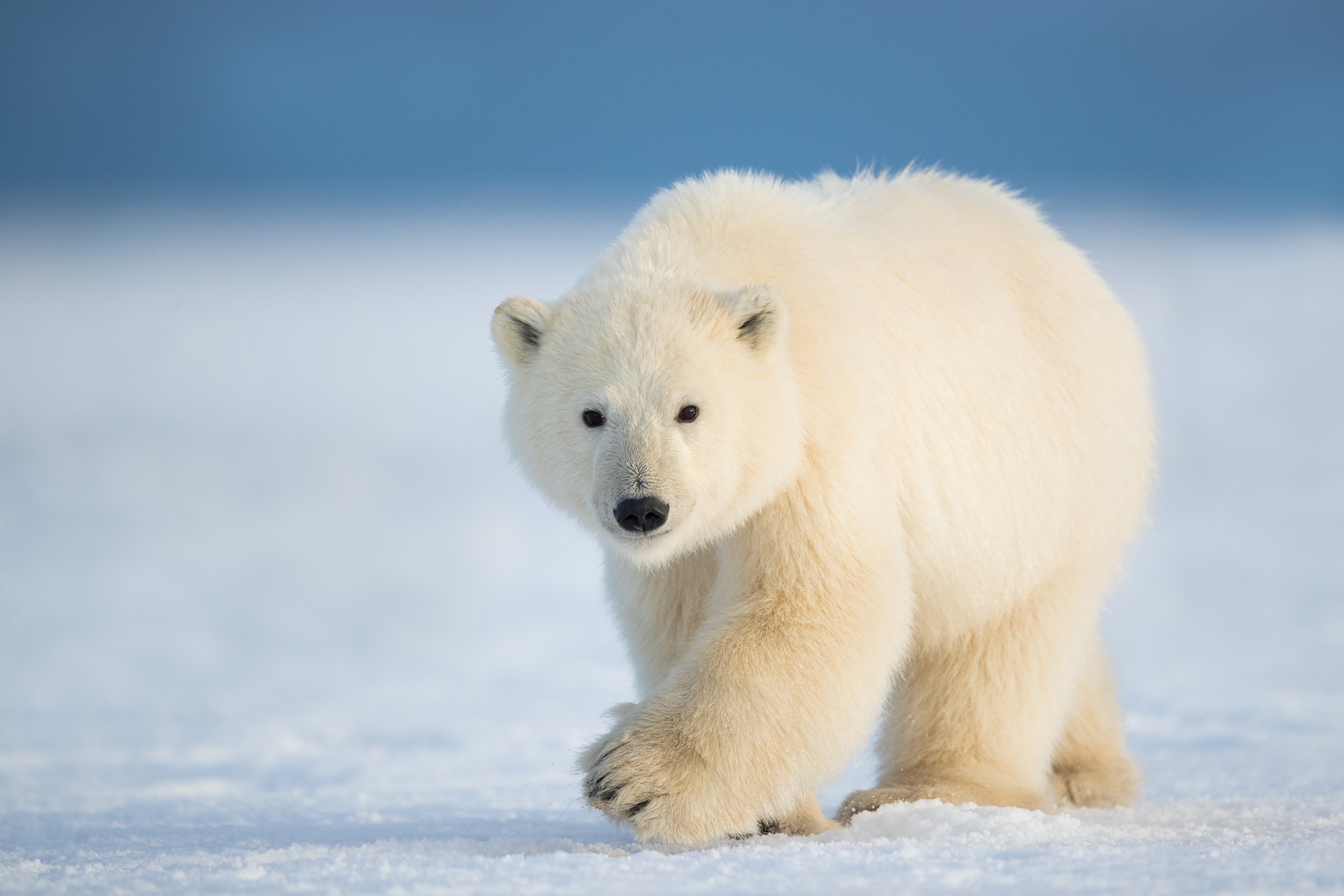 Baixar papel de parede para celular de Animais, Urso Polar, Ursos, Animal Bebê, Filhote gratuito.