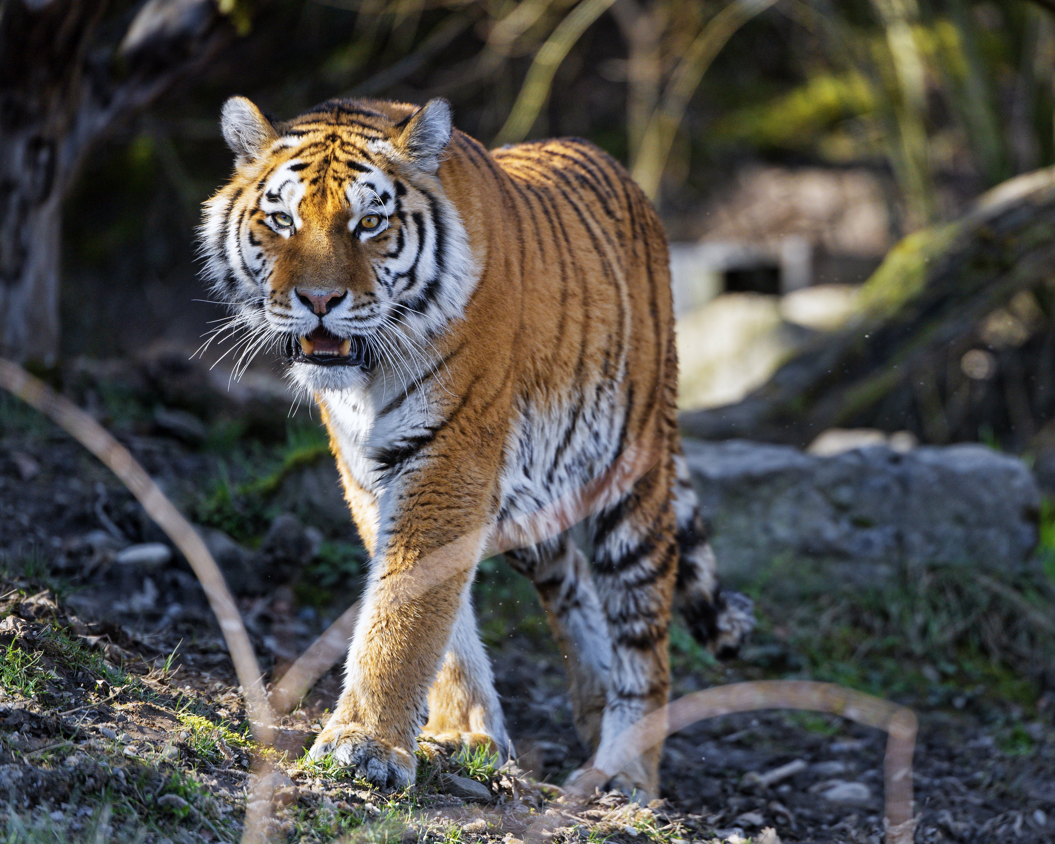 Baixar papel de parede para celular de Animais, Gatos, Tigre gratuito.